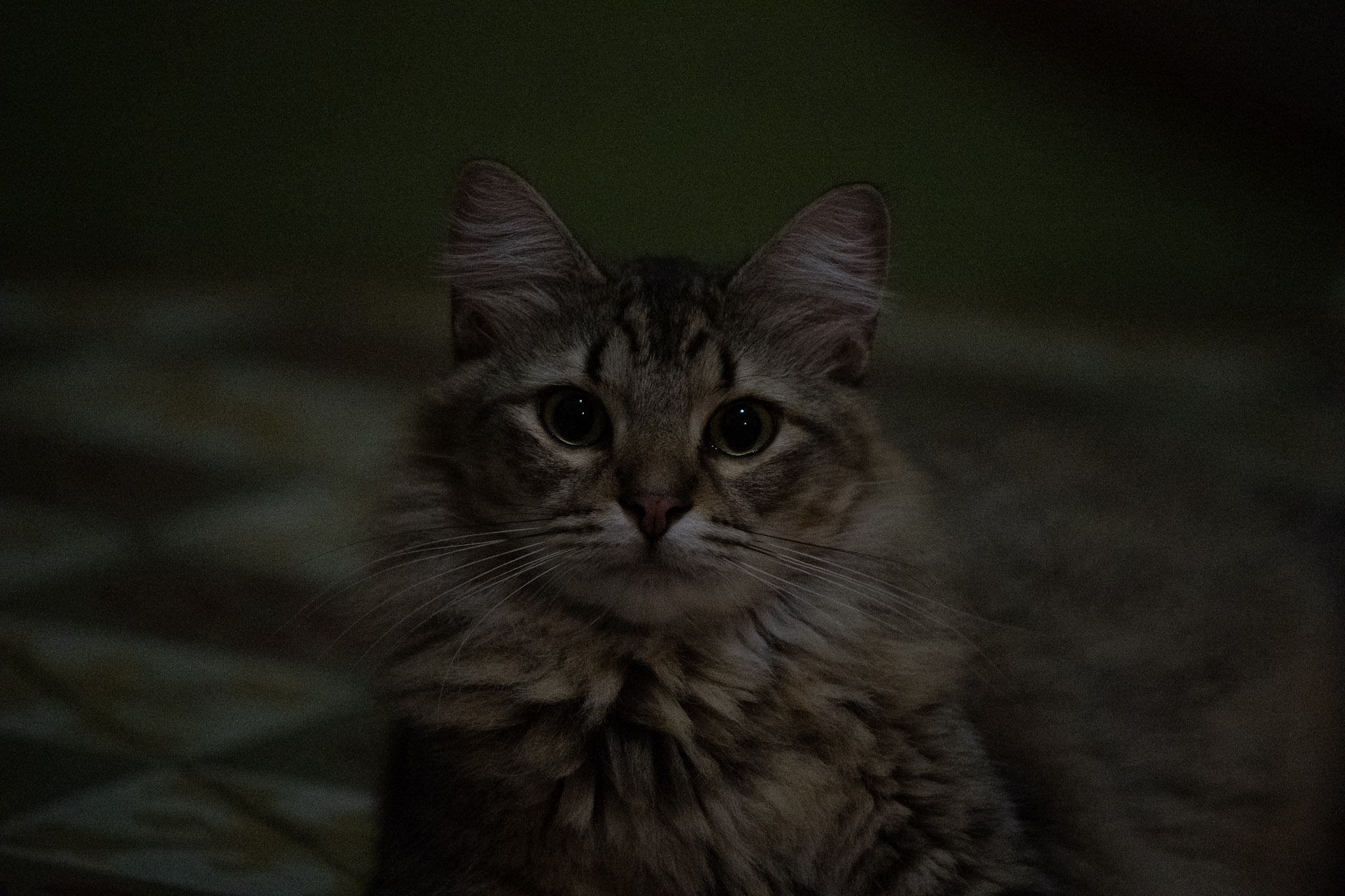 2020-12-28_Santa_Rita - foto 39