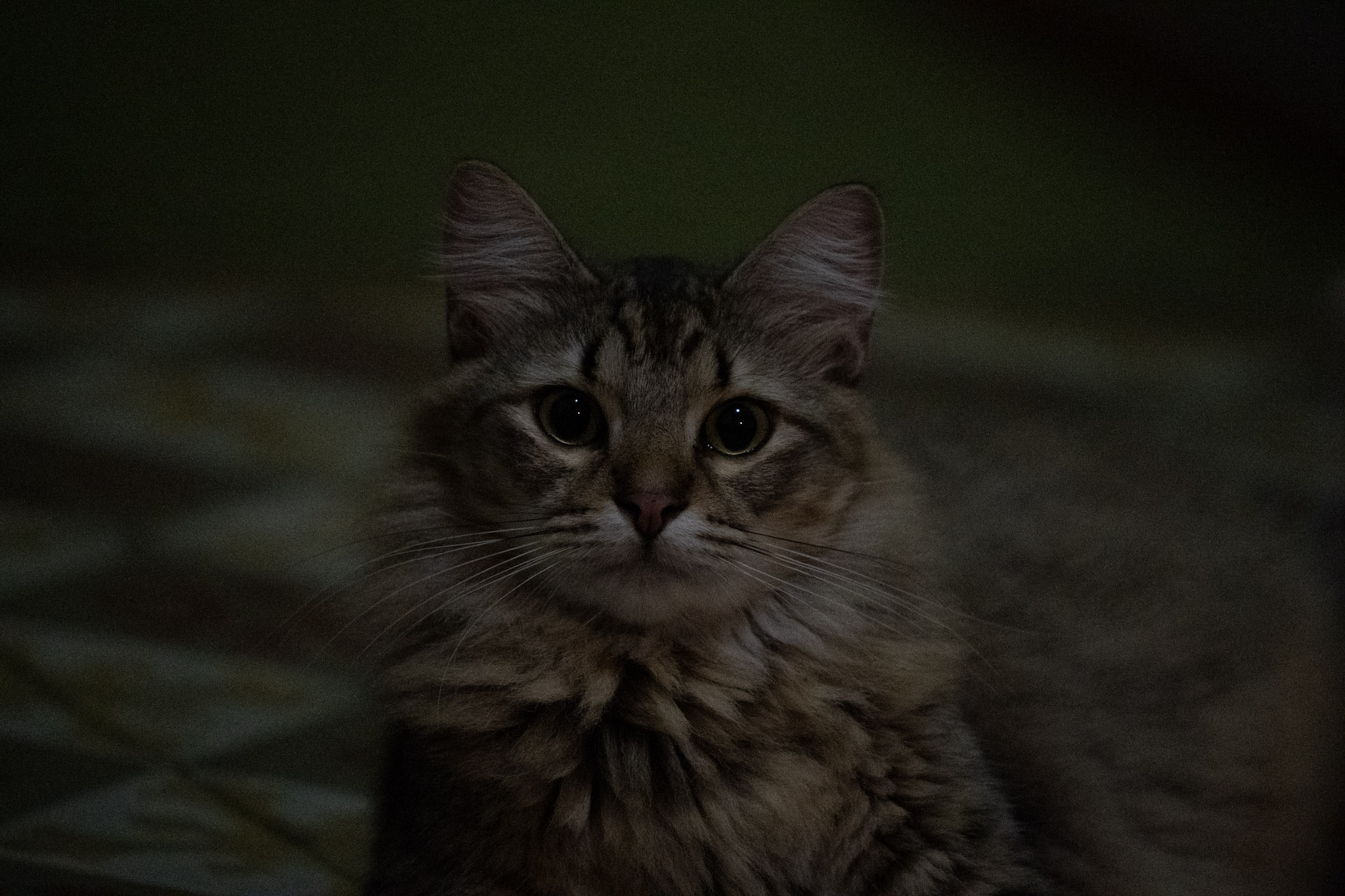 2020-12-28_Santa_Rita - foto 40