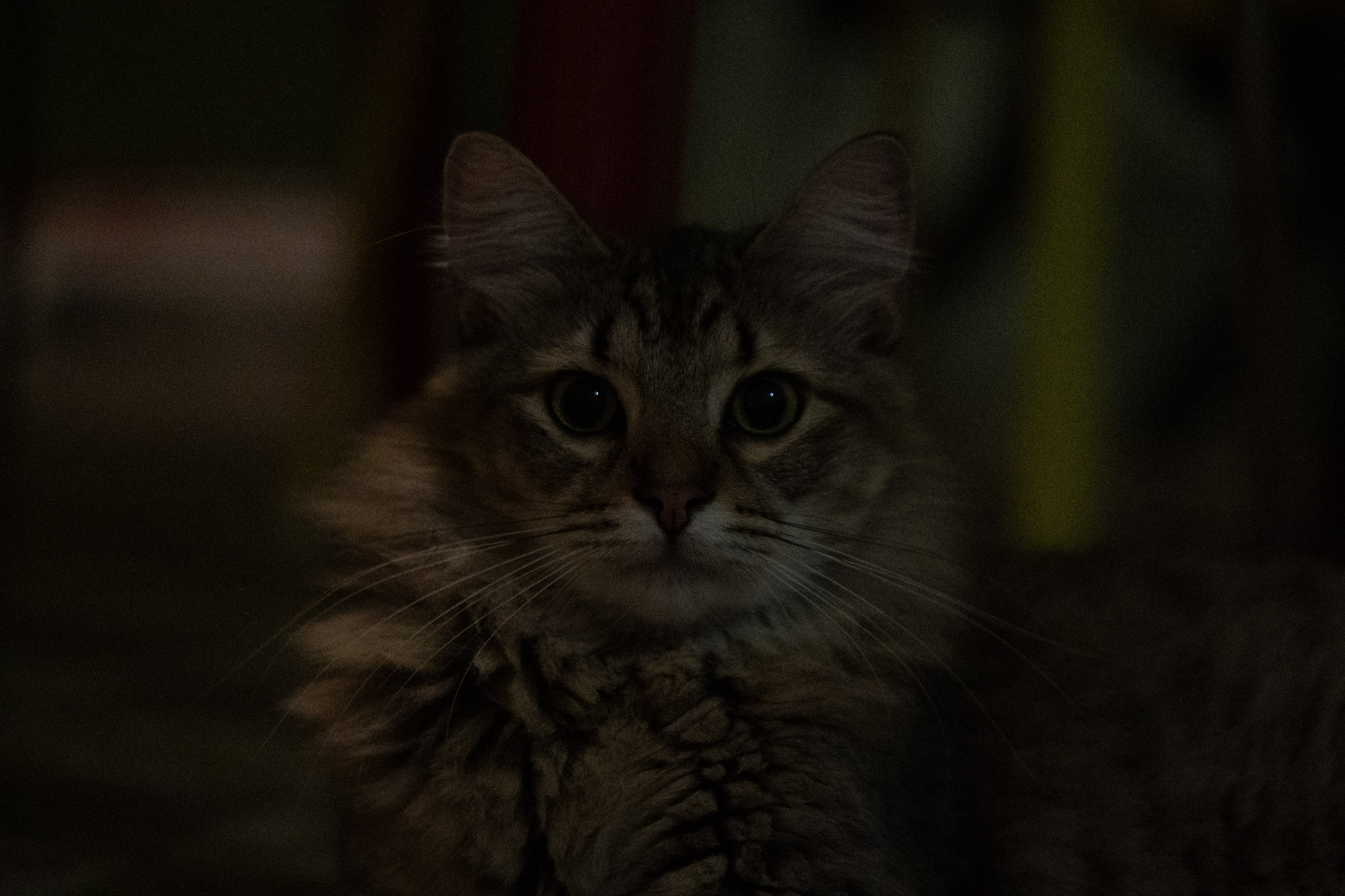 2020-12-28_Santa_Rita - foto 41