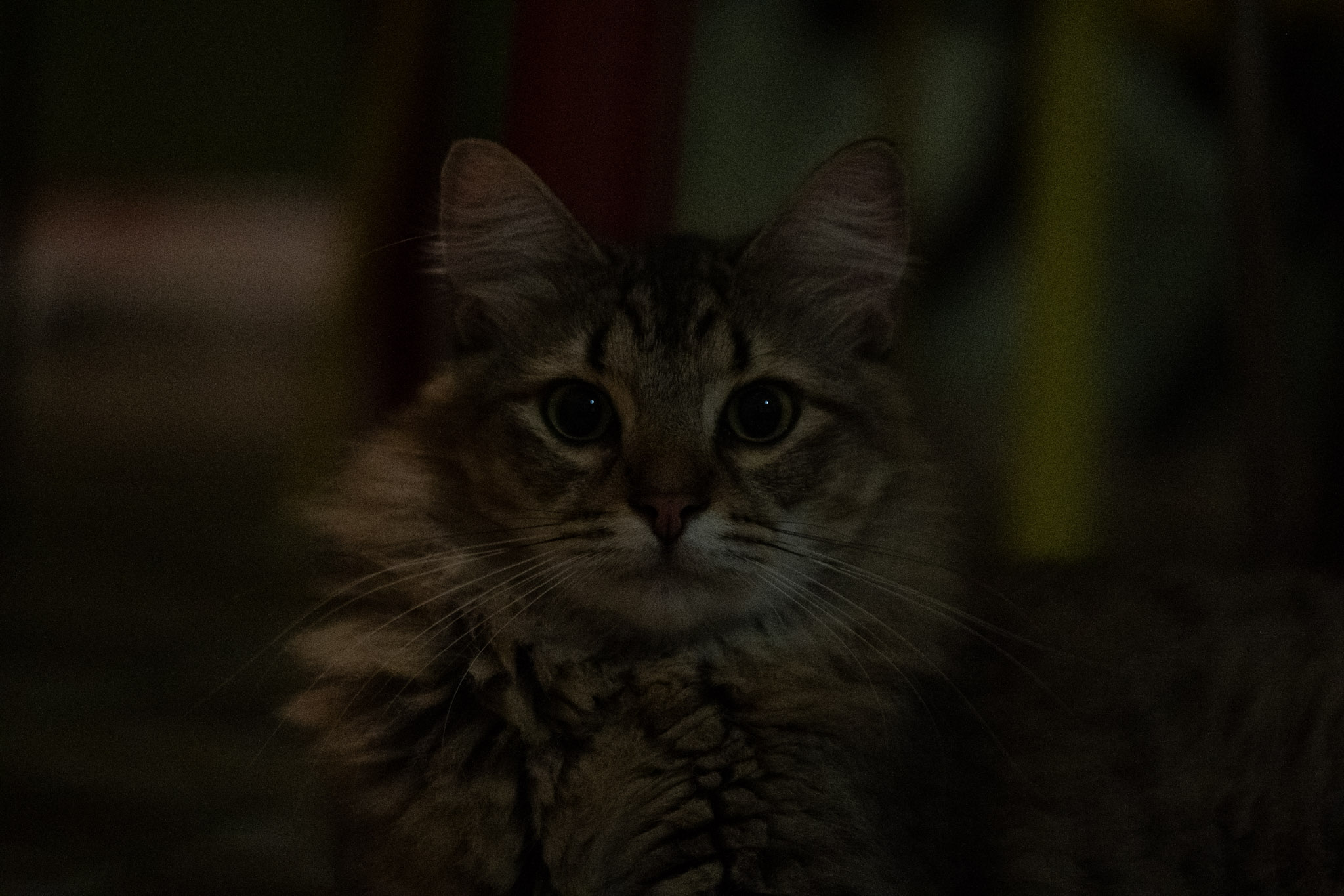 2020-12-28_Santa_Rita - foto 42