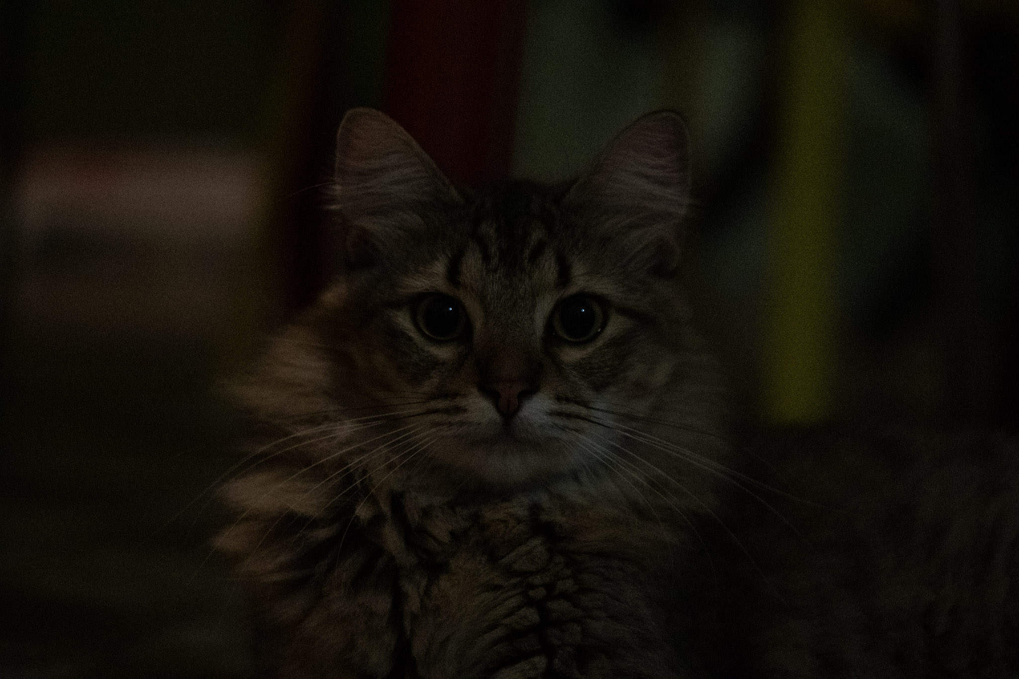 2020-12-28_Santa_Rita - foto 43