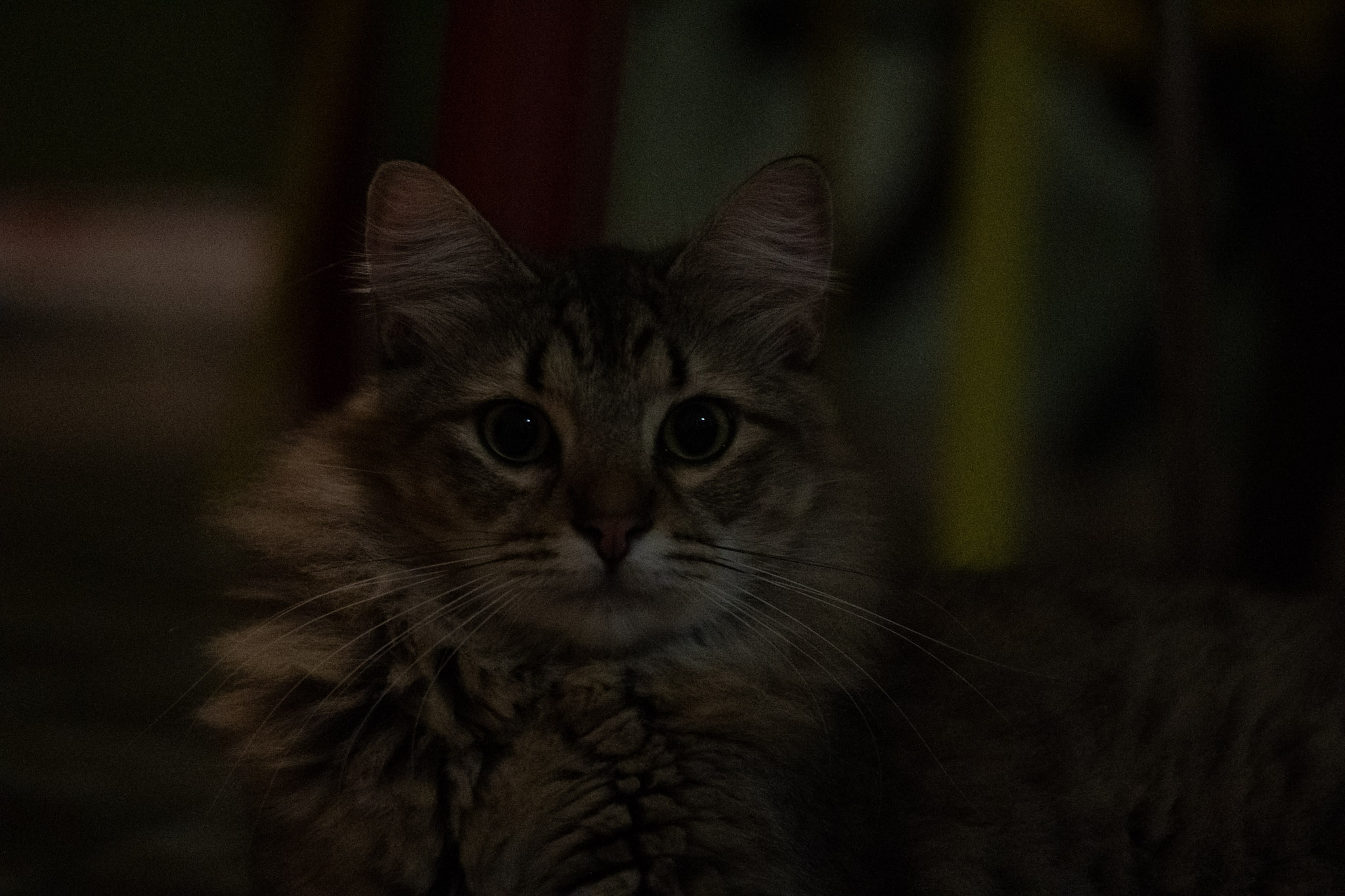 2020-12-28_Santa_Rita - foto 45