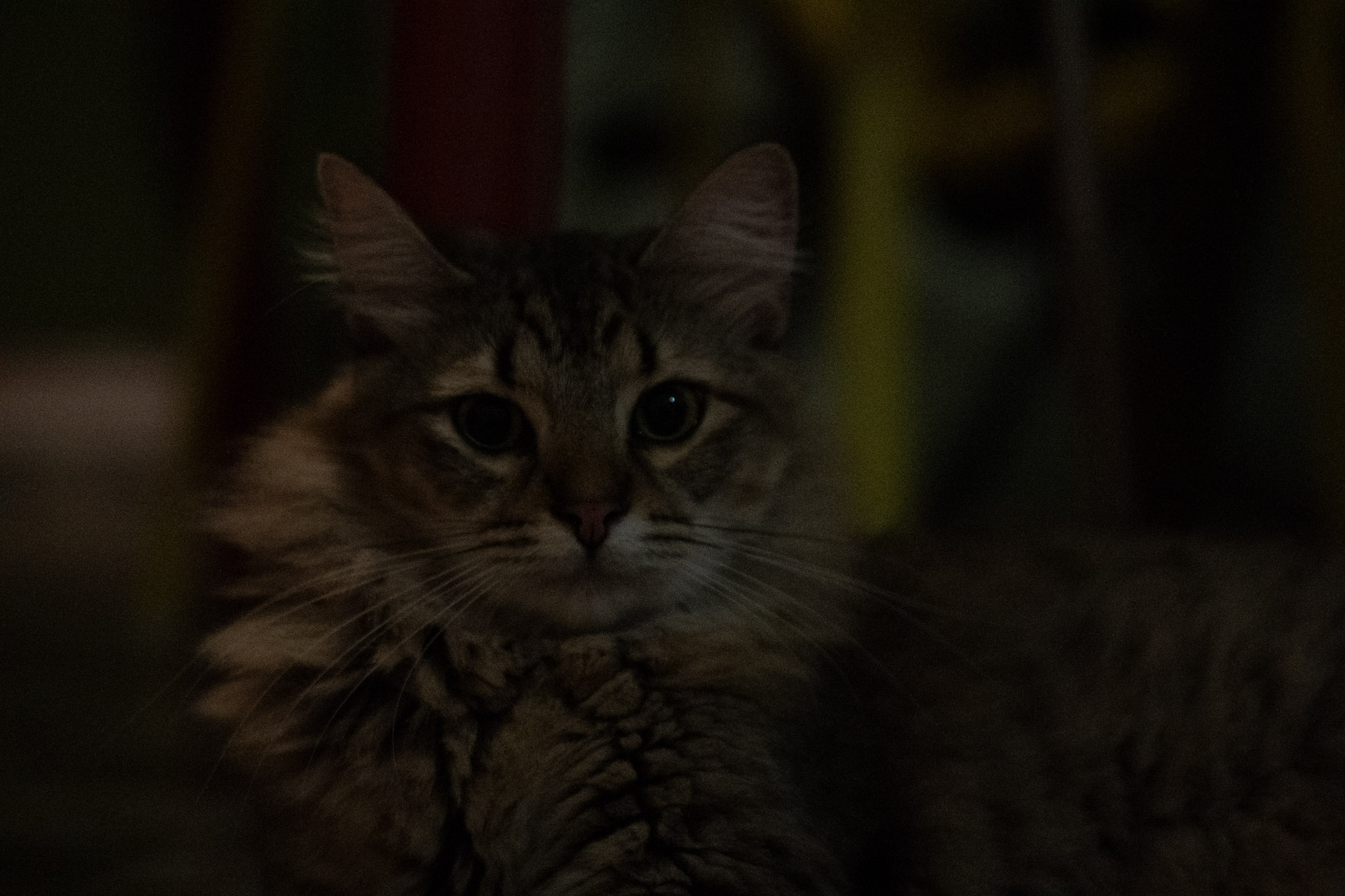 2020-12-28_Santa_Rita - foto 47