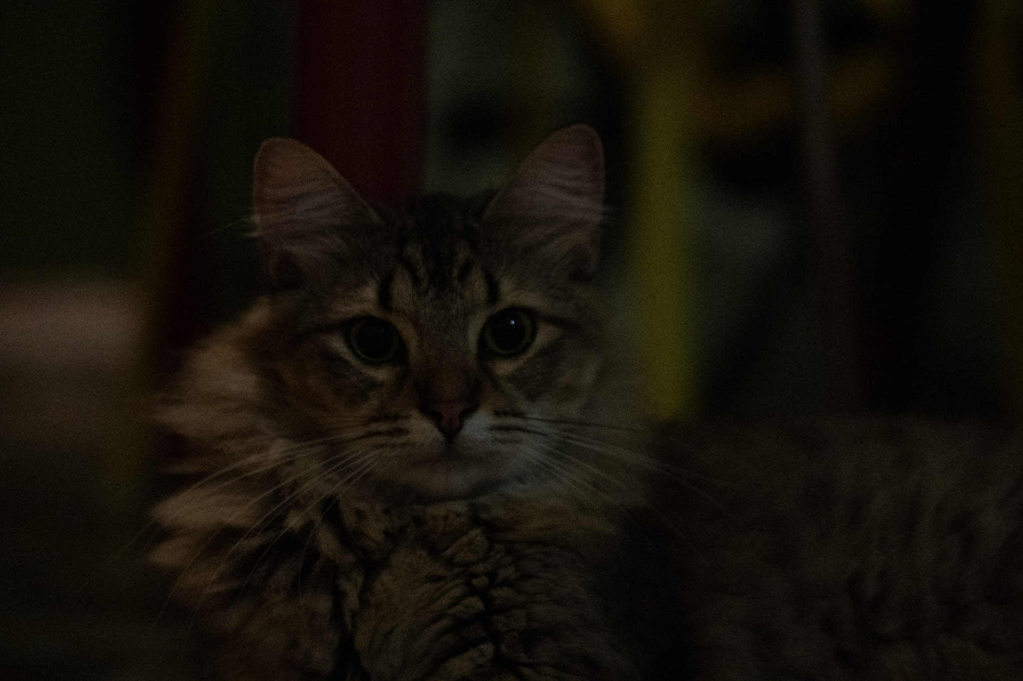 2020-12-28_Santa_Rita - foto 49