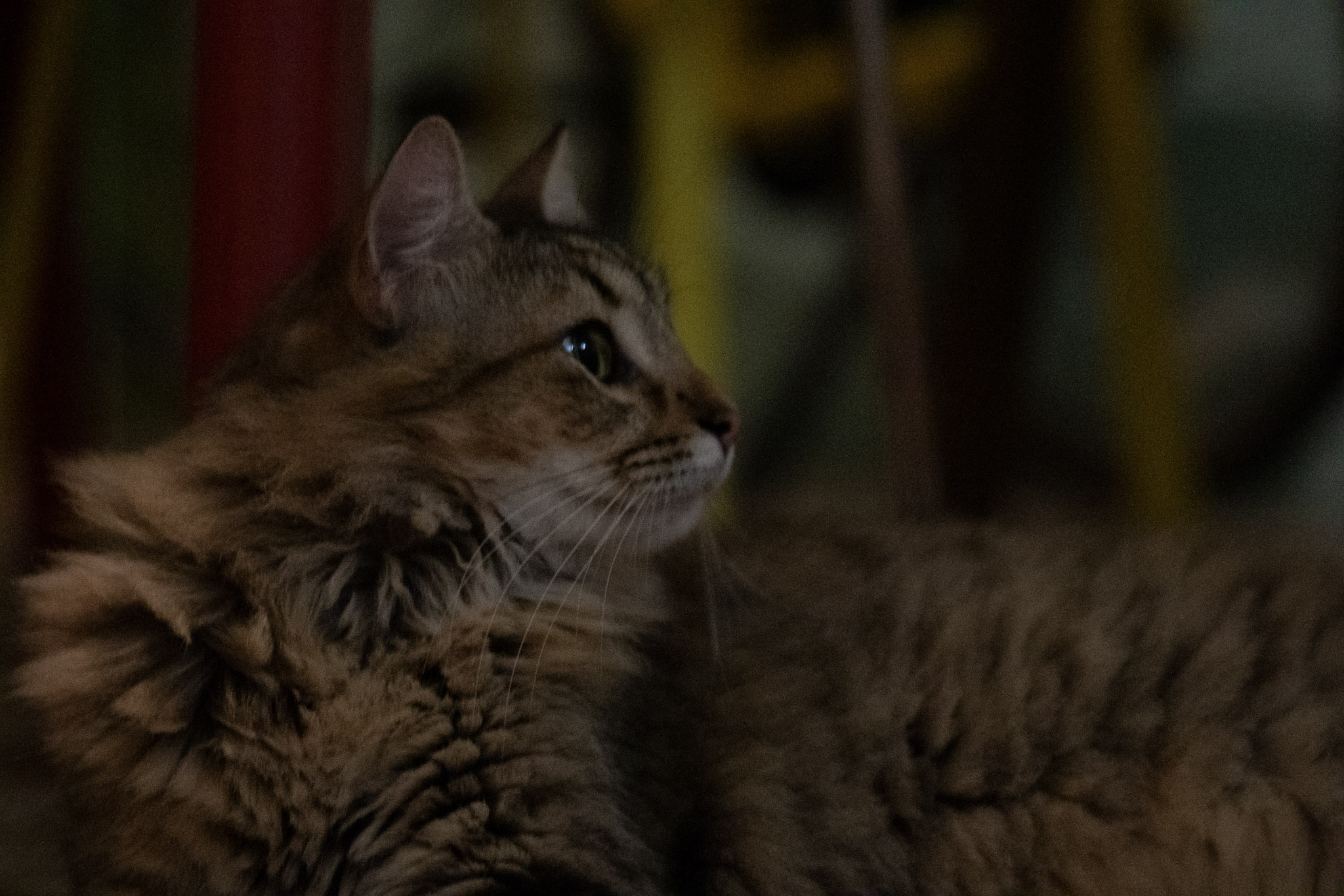 2020-12-28_Santa_Rita - foto 50