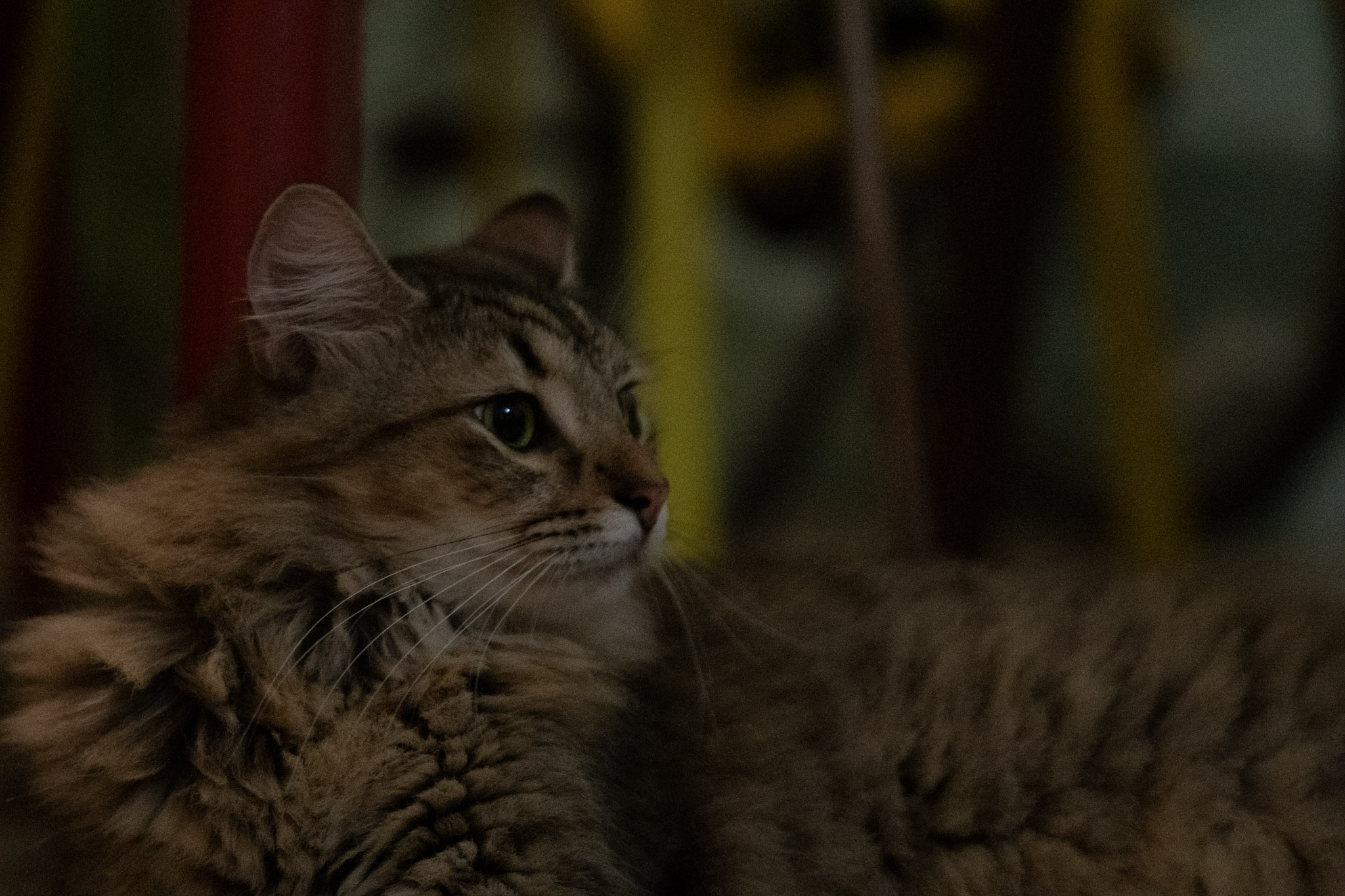 2020-12-28_Santa_Rita - foto 51