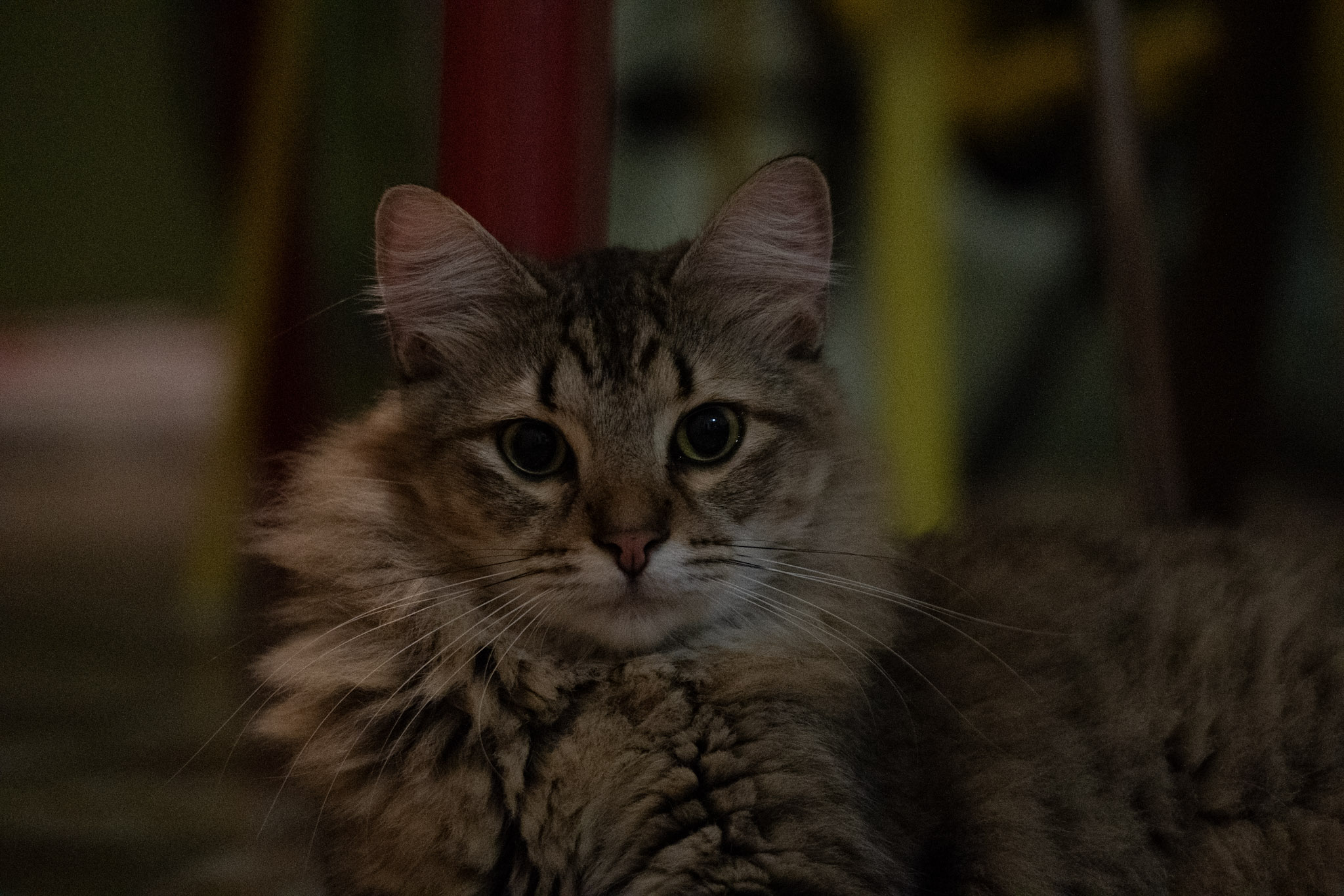 2020-12-28_Santa_Rita - foto 53