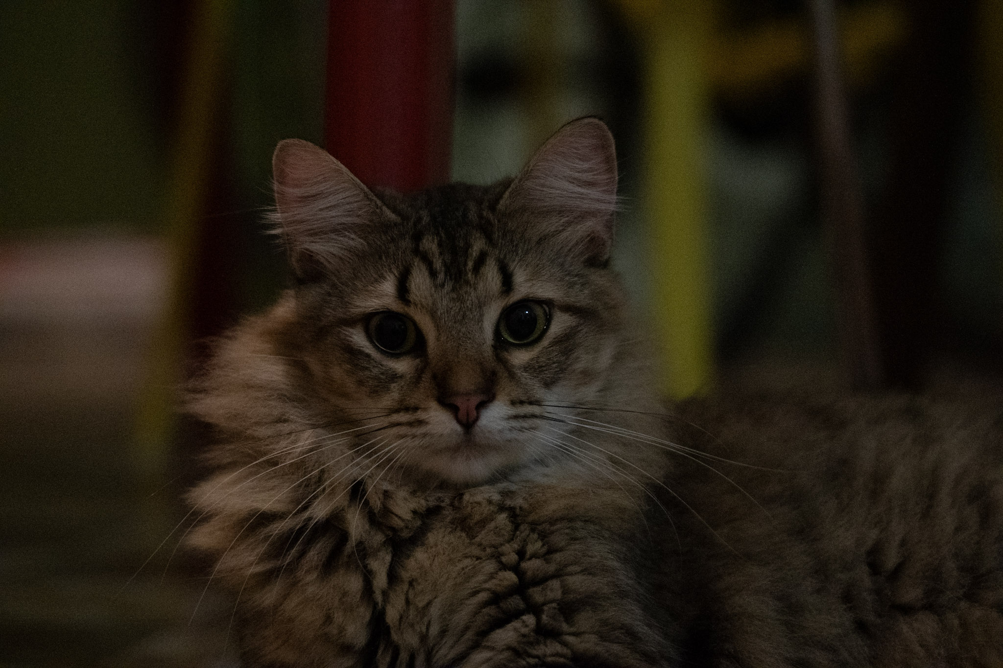 2020-12-28_Santa_Rita - foto 54