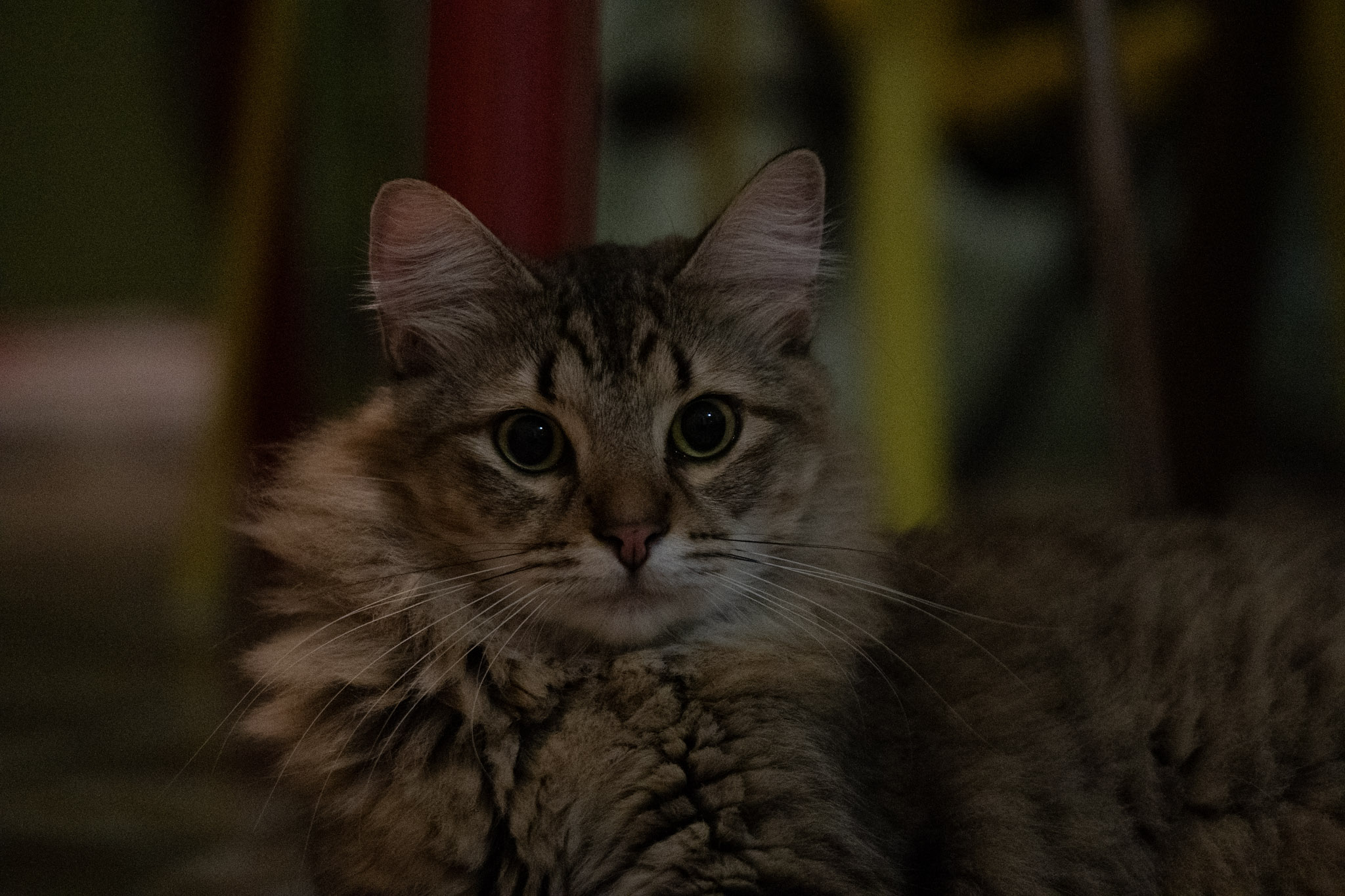 2020-12-28_Santa_Rita - foto 55