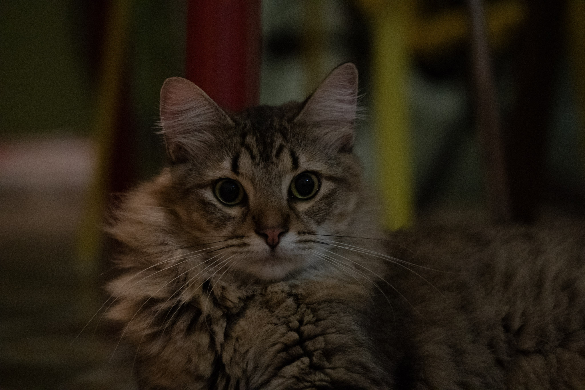 2020-12-28_Santa_Rita - foto 56