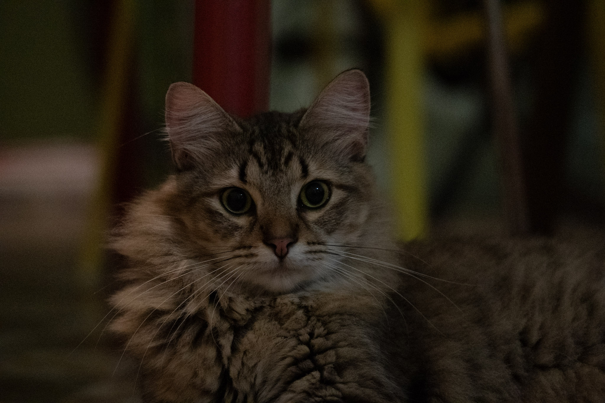 2020-12-28_Santa_Rita - foto 58