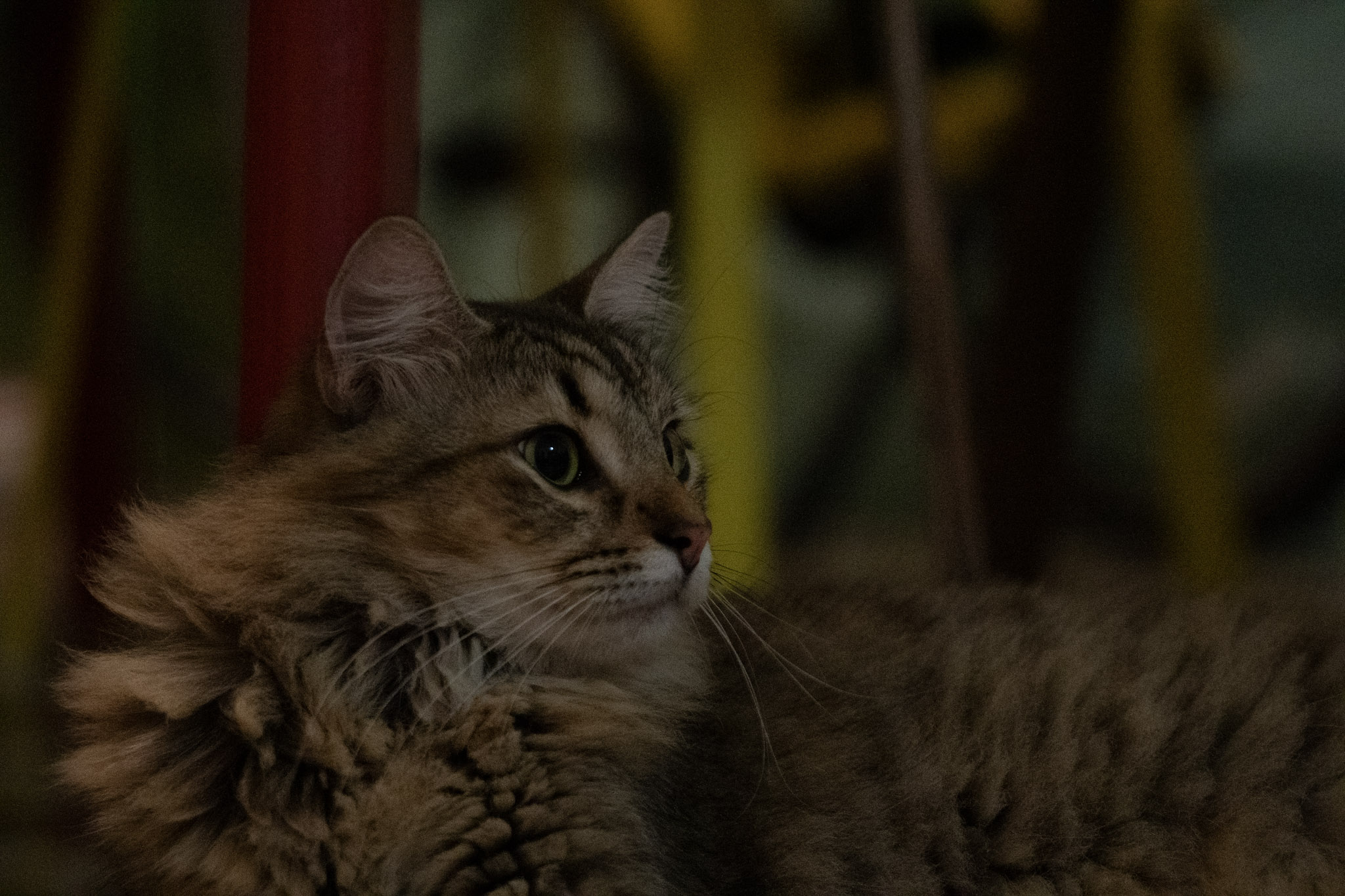 2020-12-28_Santa_Rita - foto 59