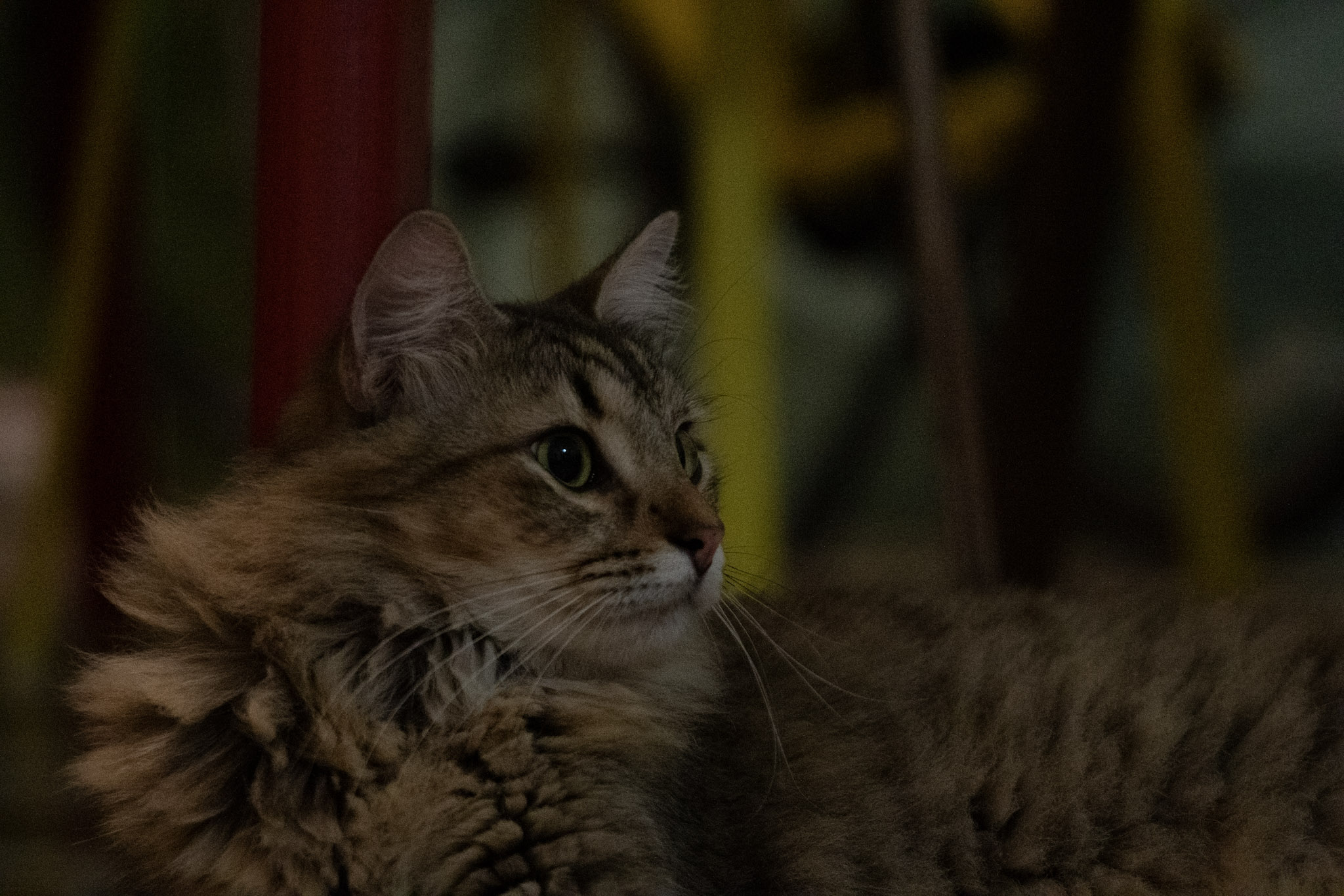 2020-12-28_Santa_Rita - foto 60