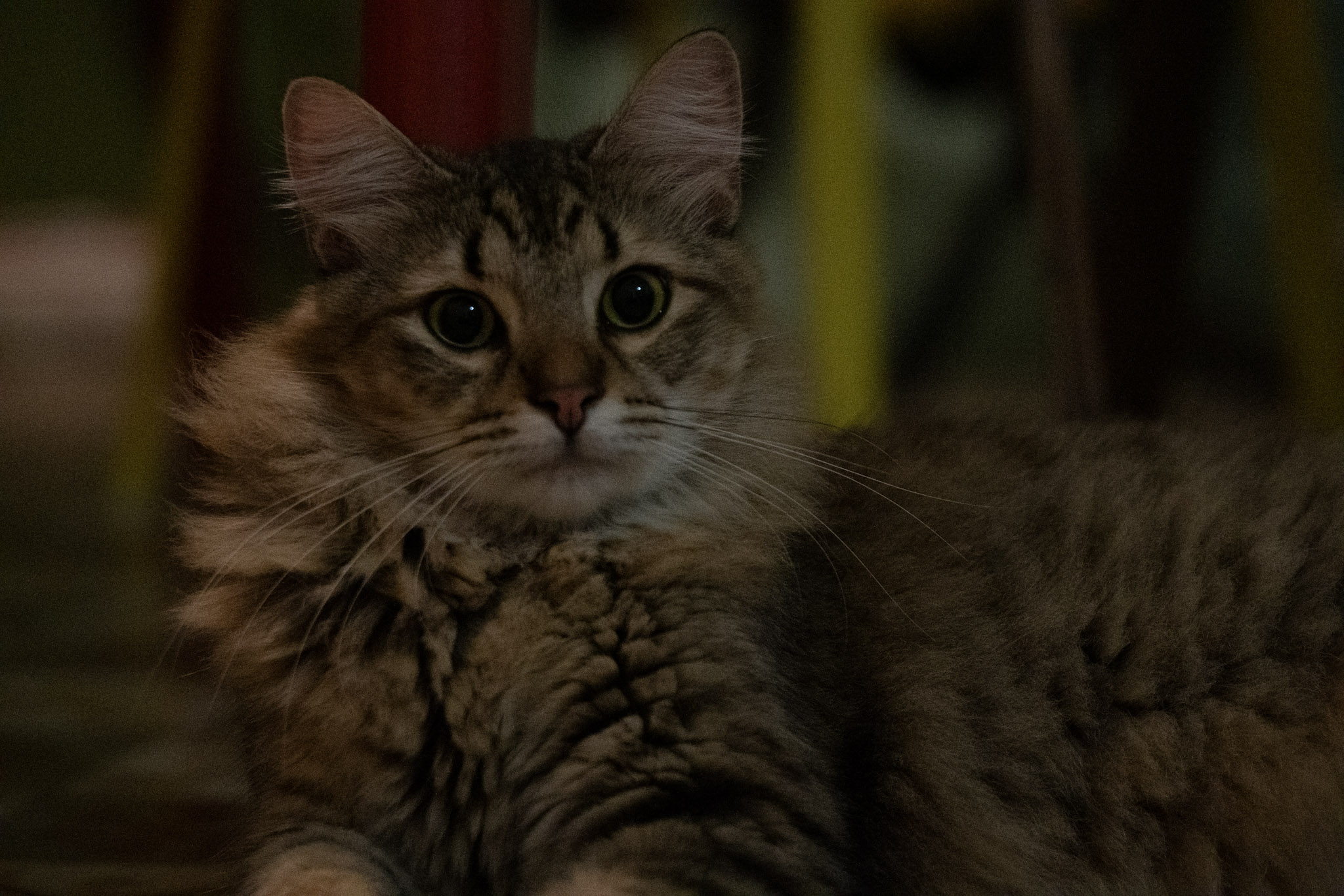 2020-12-28_Santa_Rita - foto 61