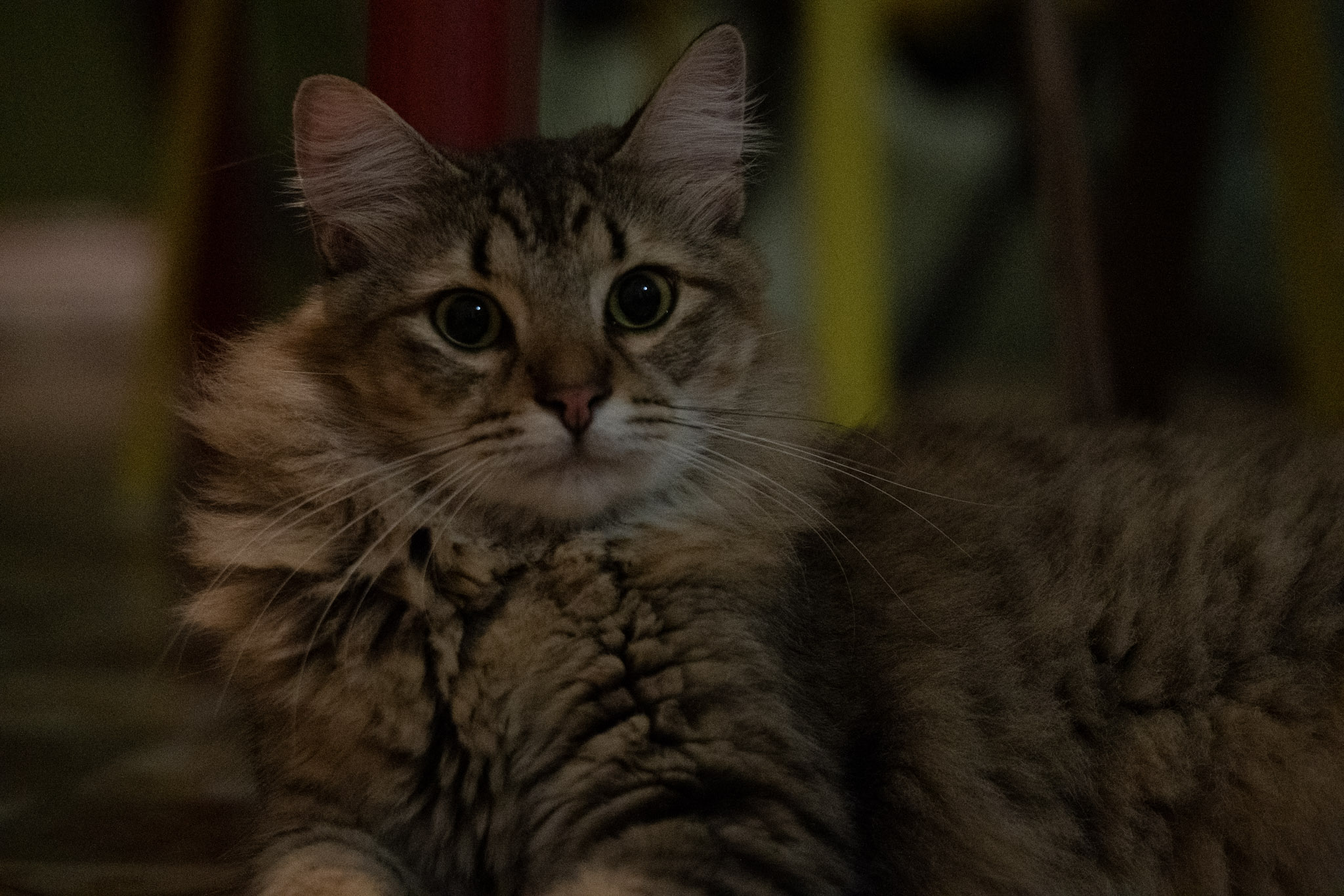 2020-12-28_Santa_Rita - foto 63