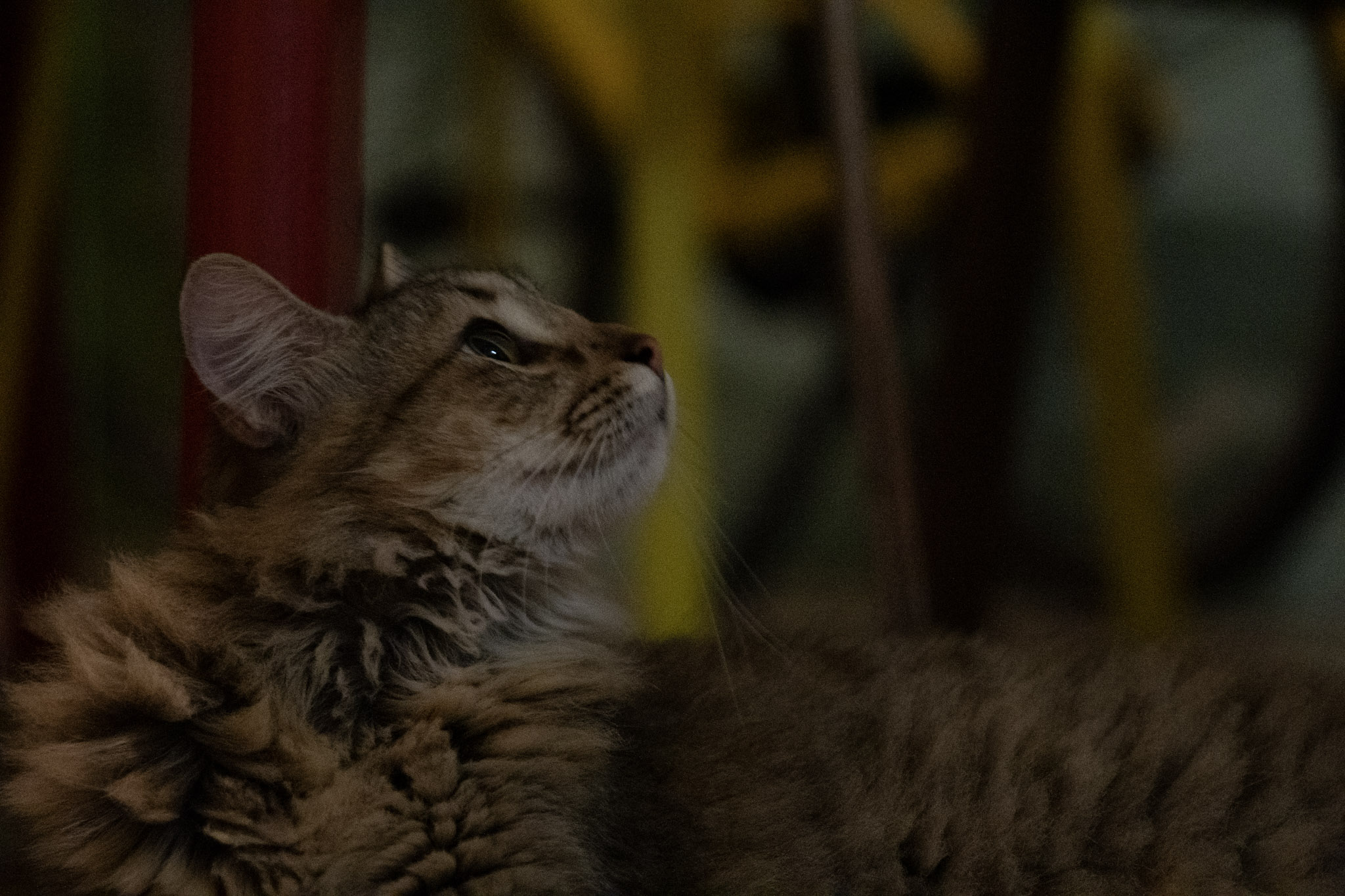 2020-12-28_Santa_Rita - foto 64