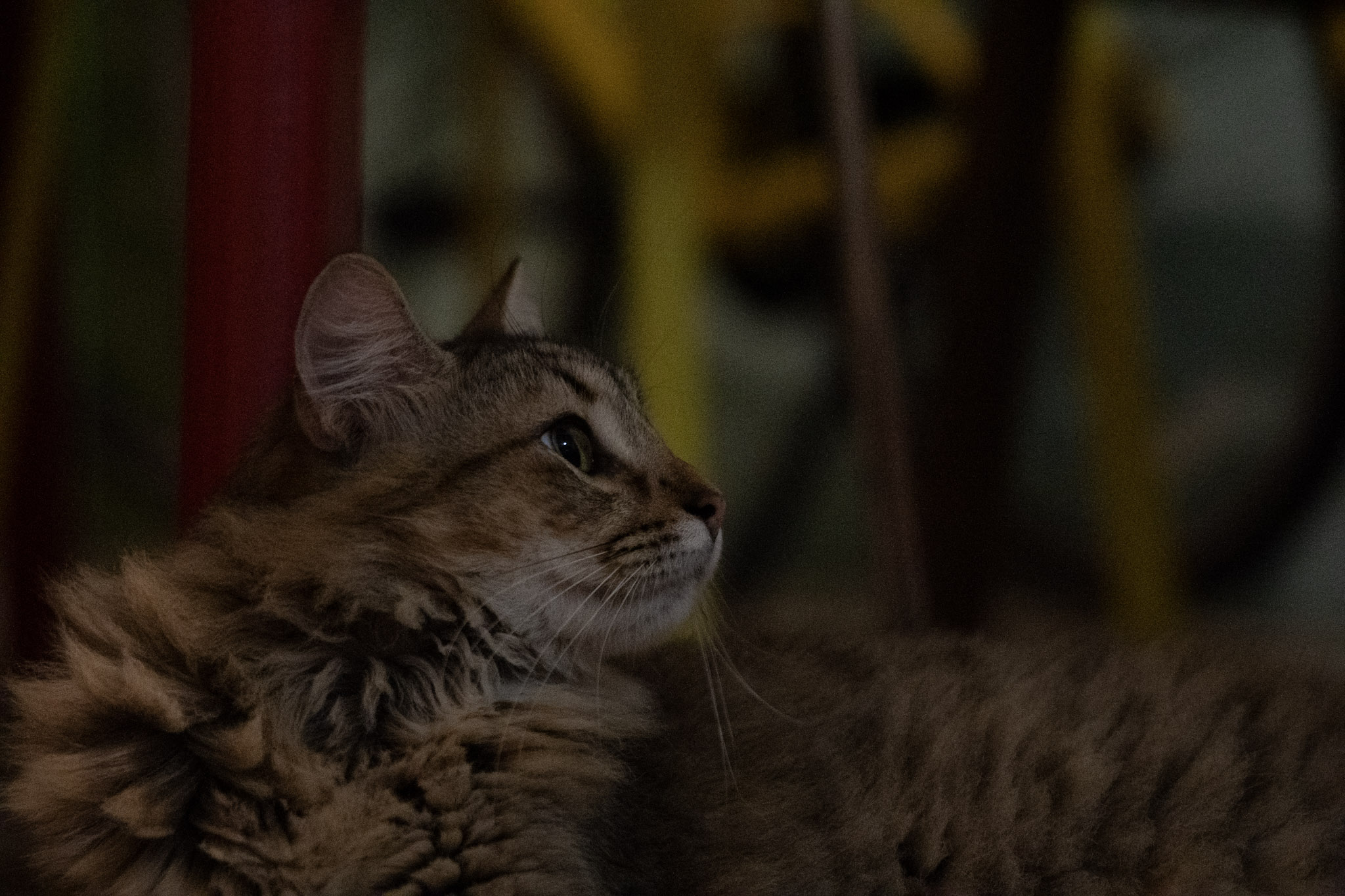 2020-12-28_Santa_Rita - foto 65