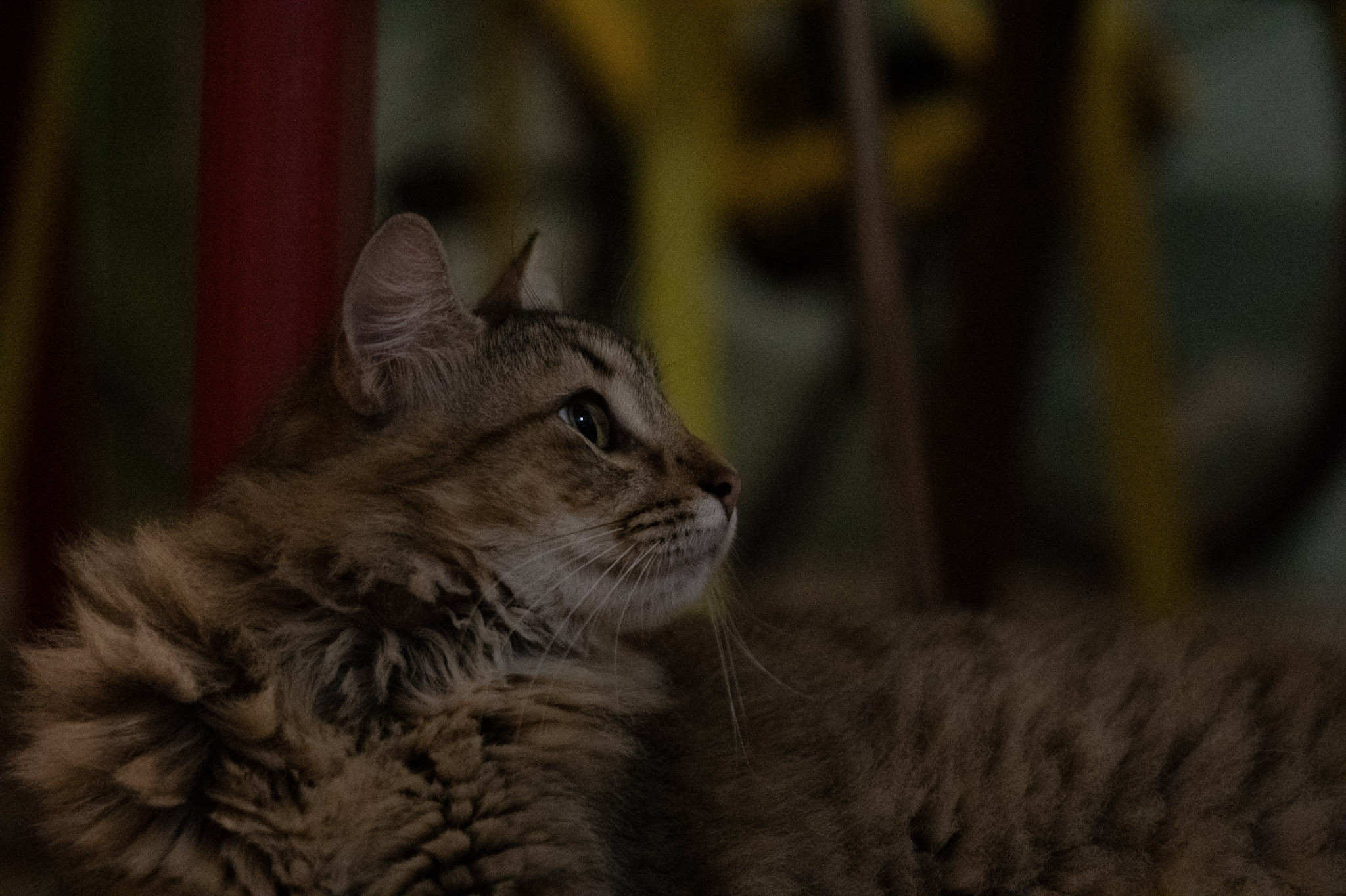 2020-12-28_Santa_Rita - foto 66