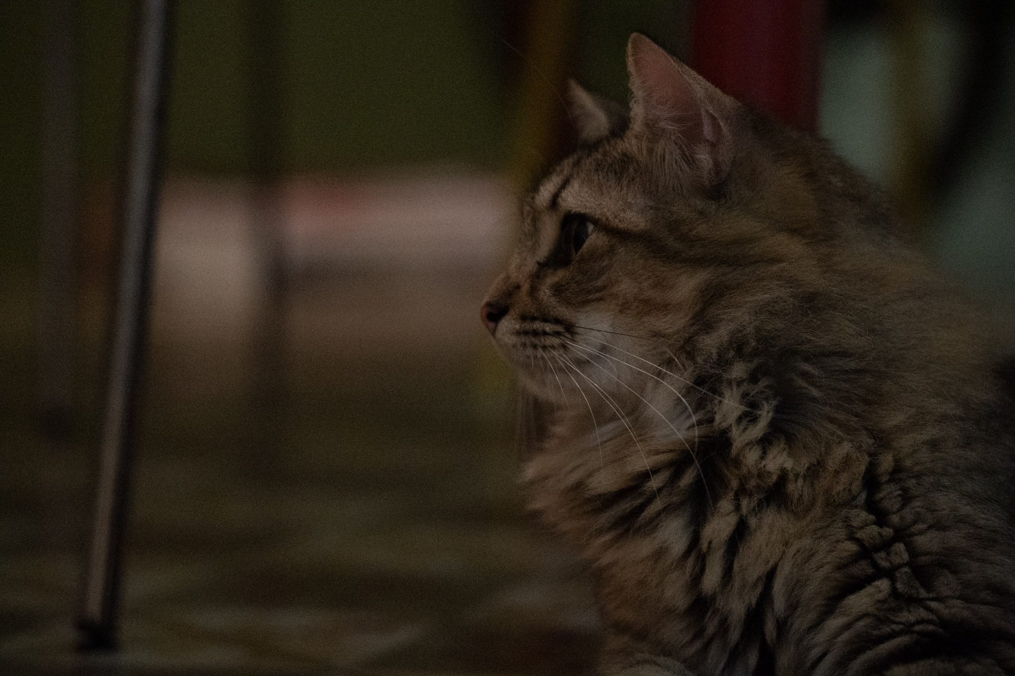 2020-12-28_Santa_Rita - foto 67