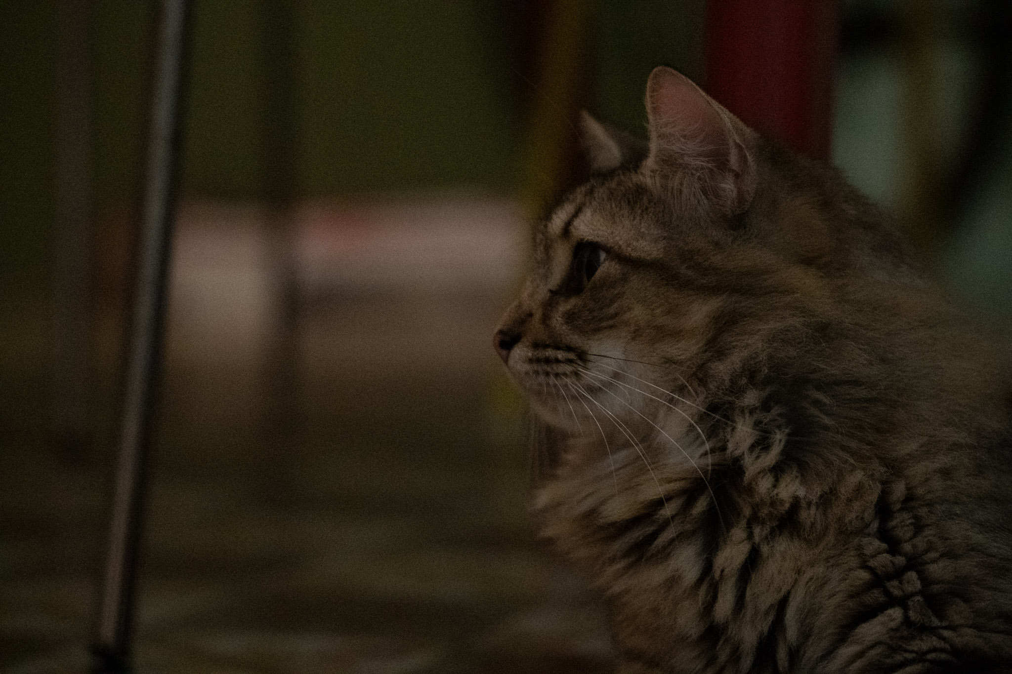 2020-12-28_Santa_Rita - foto 68