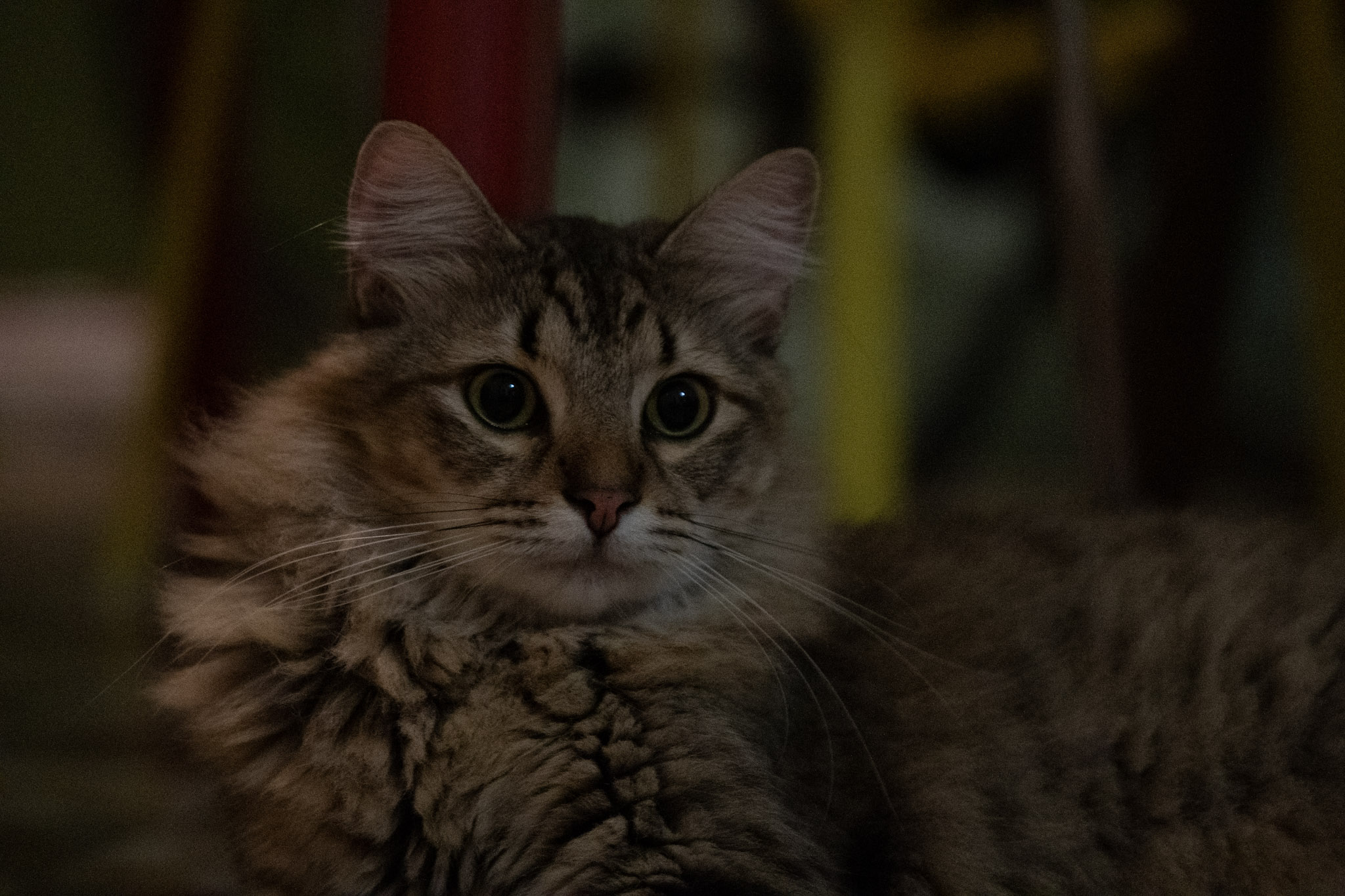 2020-12-28_Santa_Rita - foto 69