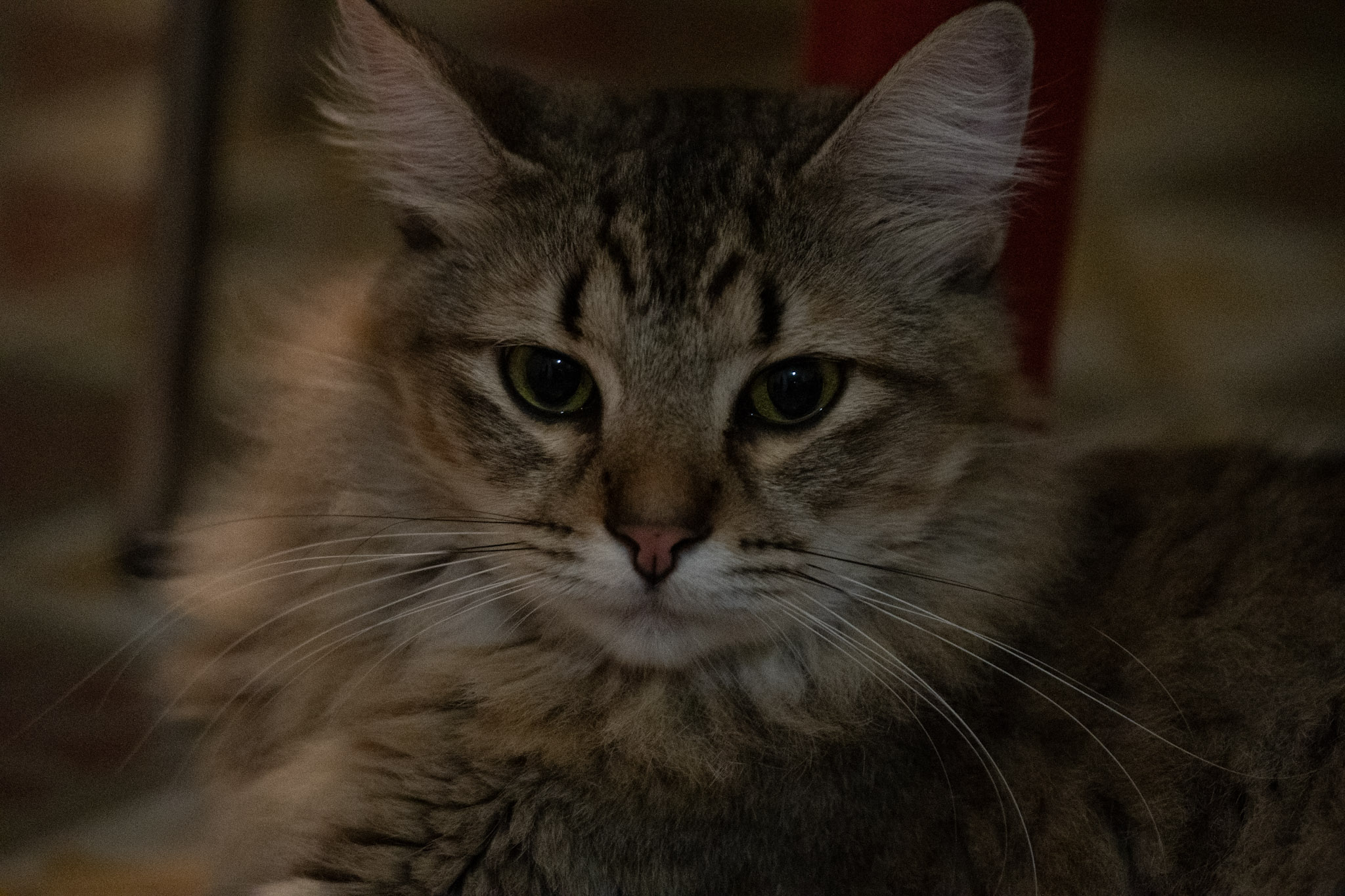 2020-12-28_Santa_Rita - foto 91