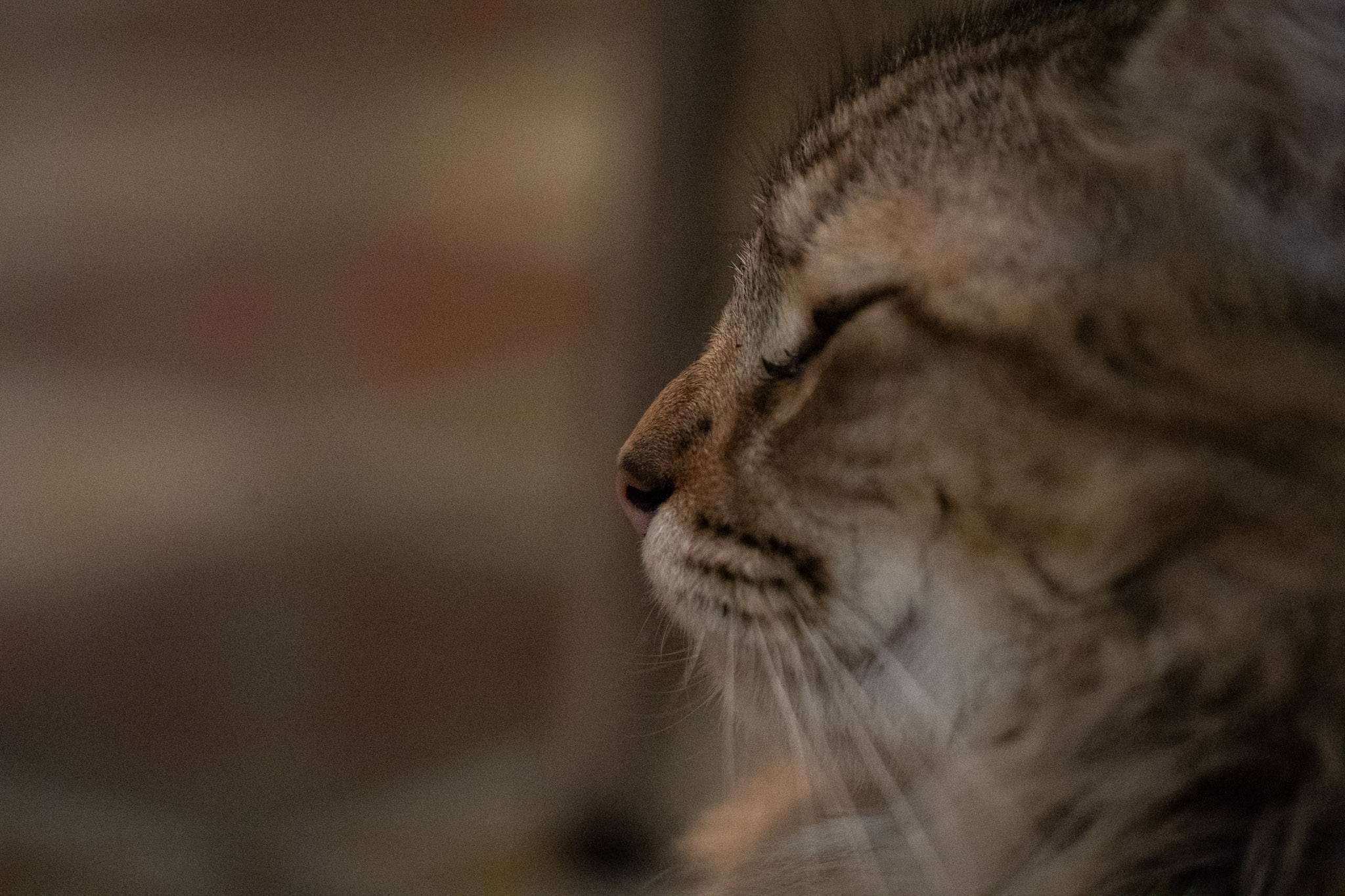 2020-12-28_Santa_Rita - foto 97