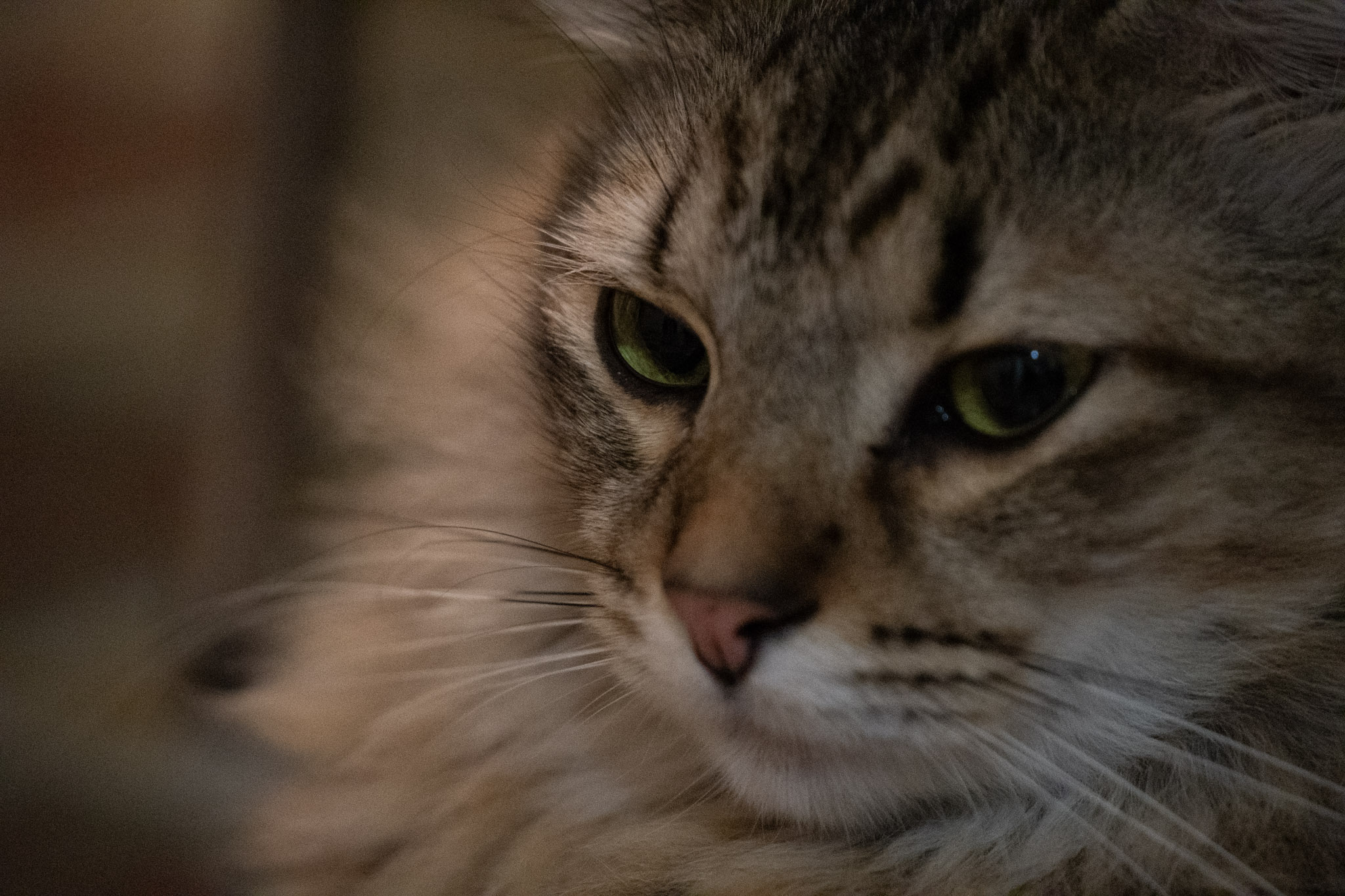 2020-12-28_Santa_Rita - foto 100