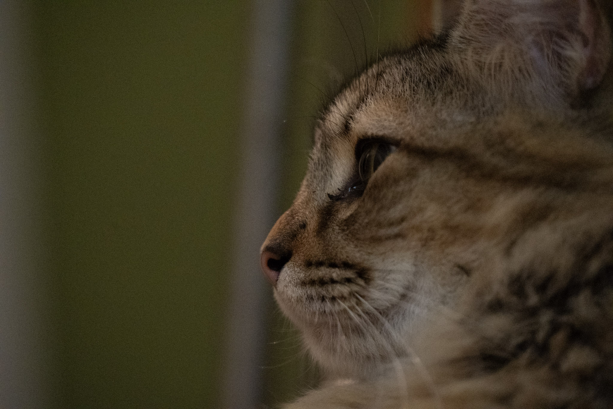 2020-12-28_Santa_Rita - foto 101