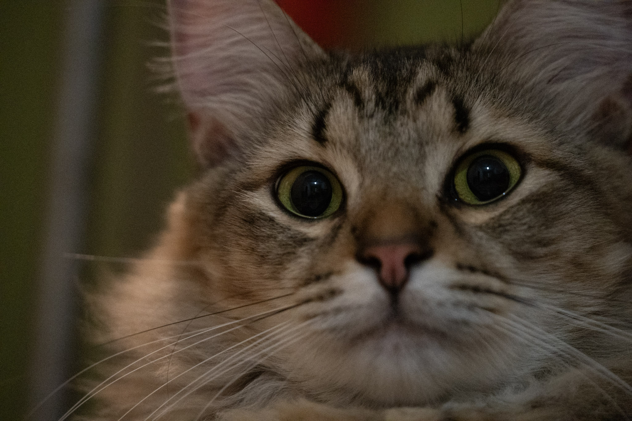 2020-12-28_Santa_Rita - foto 103