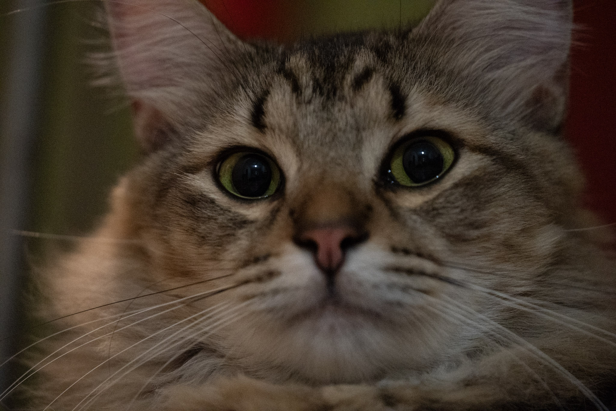 2020-12-28_Santa_Rita - foto 104