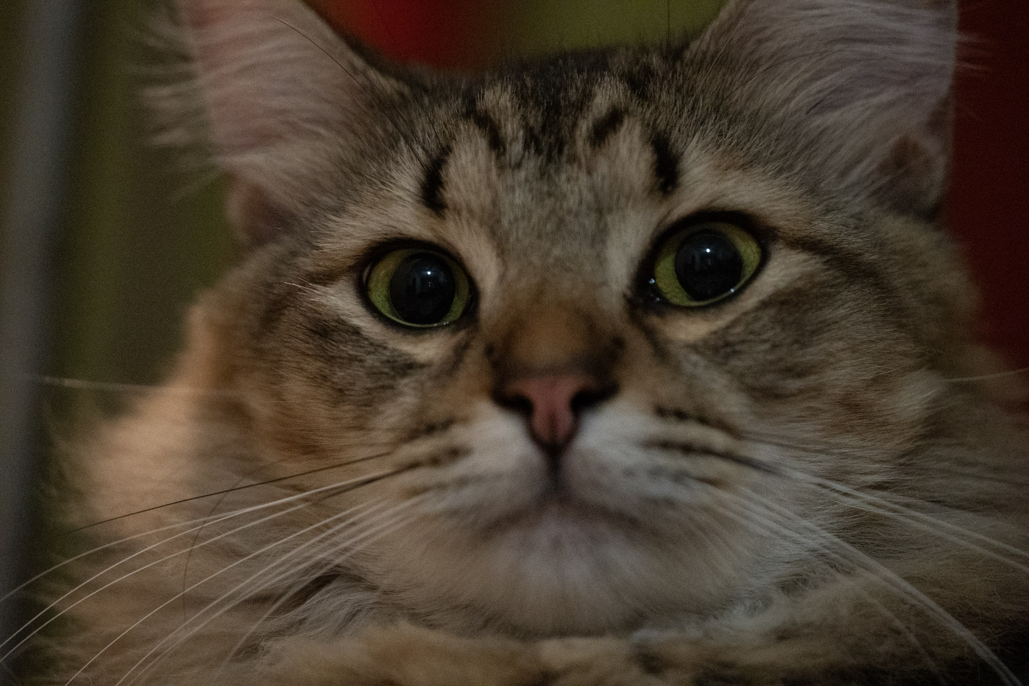 2020-12-28_Santa_Rita - foto 105