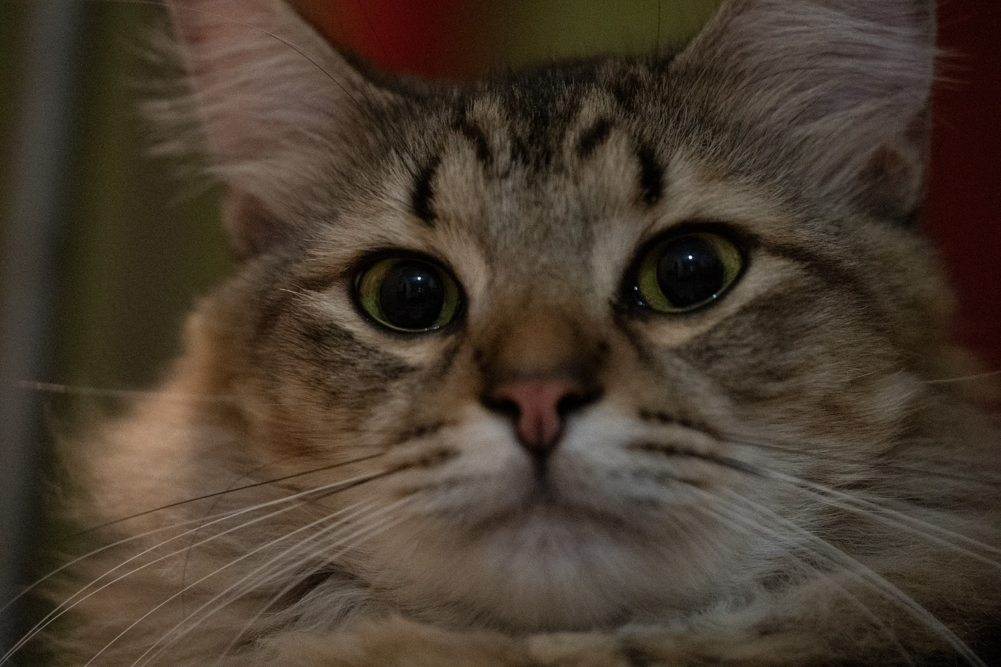 2020-12-28_Santa_Rita - foto 106