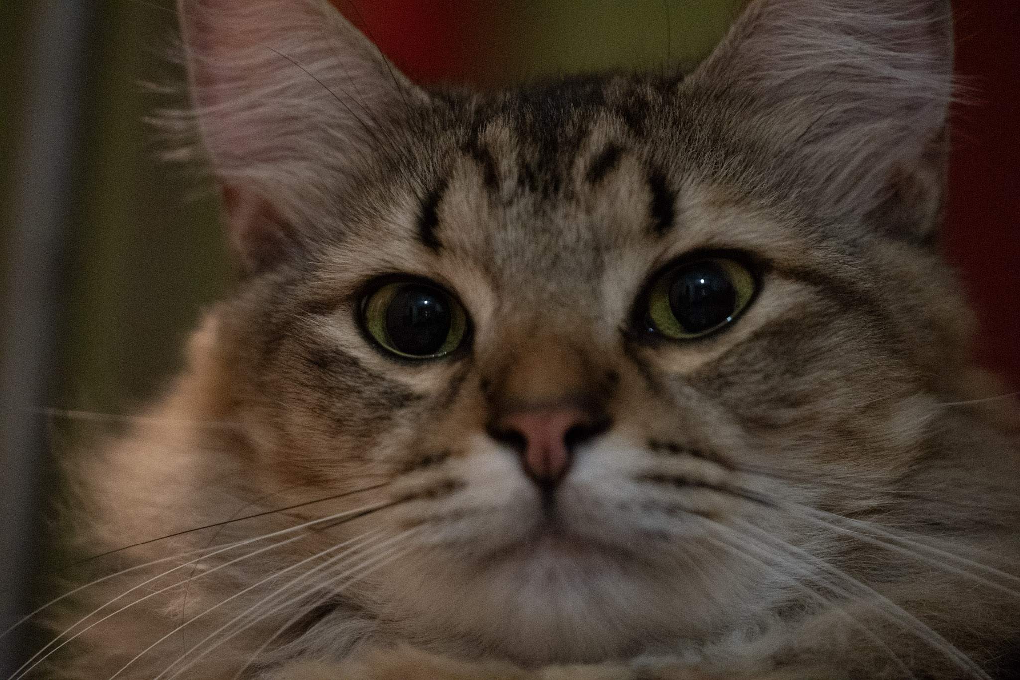 2020-12-28_Santa_Rita - foto 107