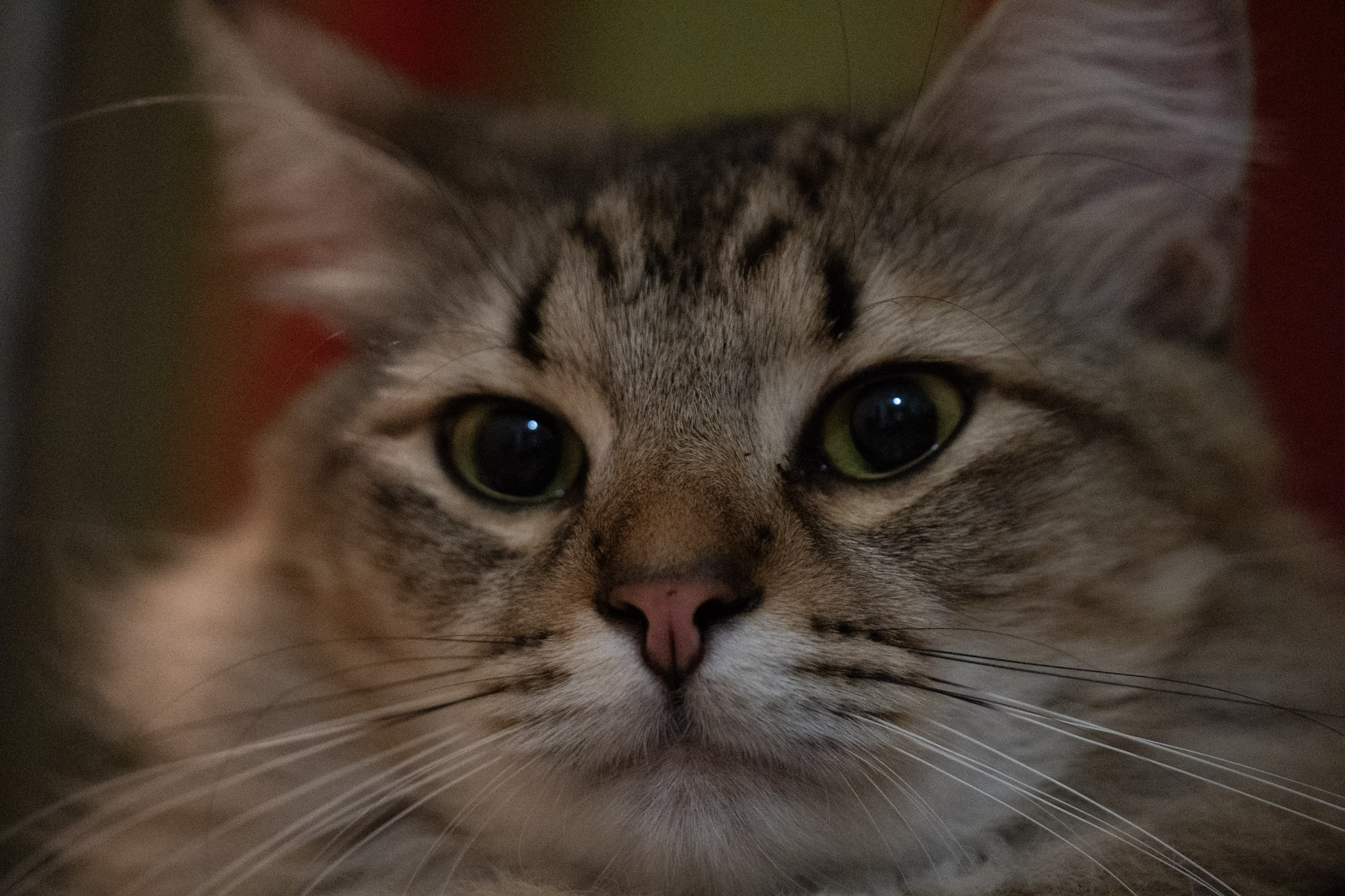 2020-12-28_Santa_Rita - foto 109