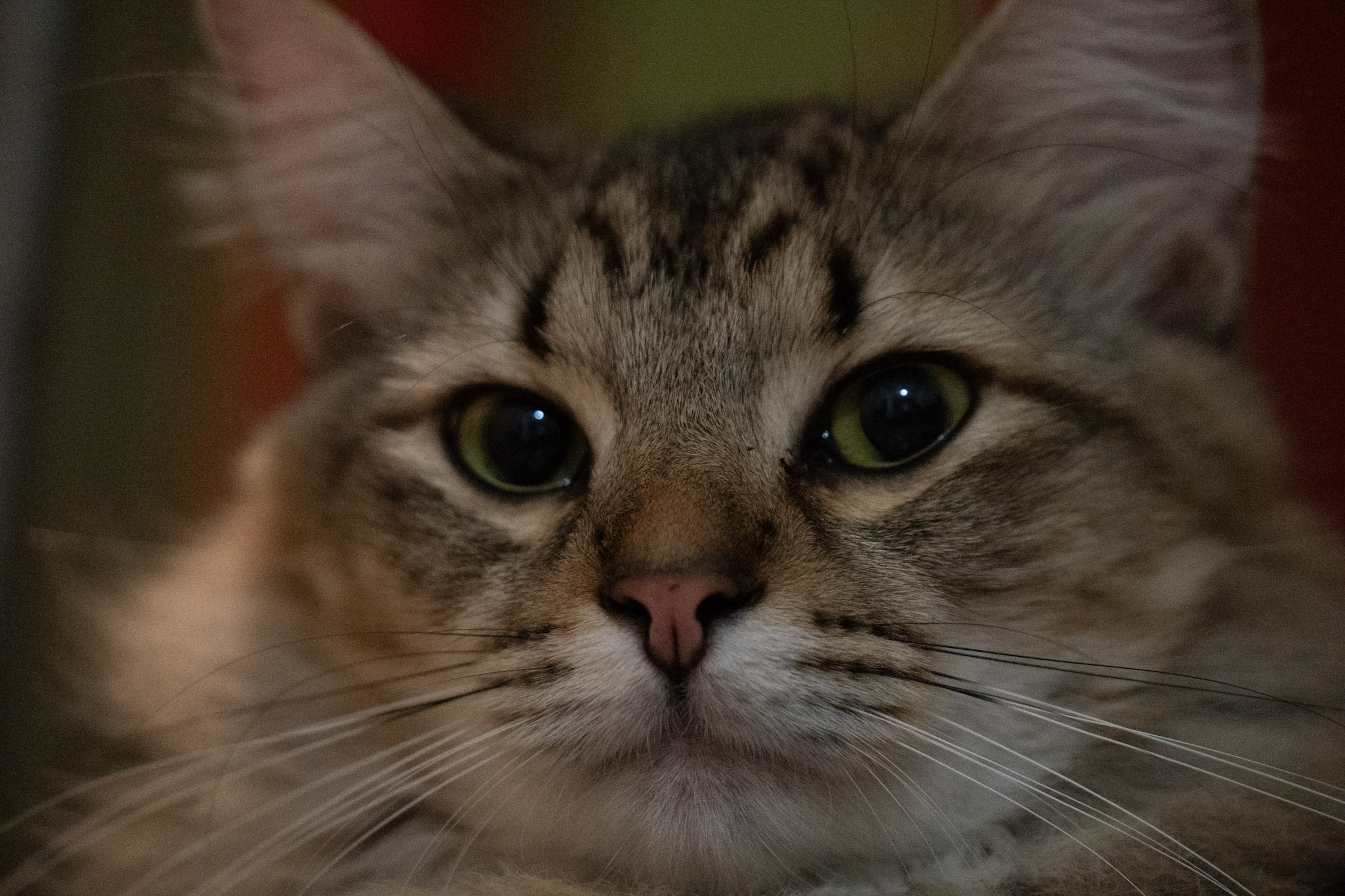 2020-12-28_Santa_Rita - foto 110