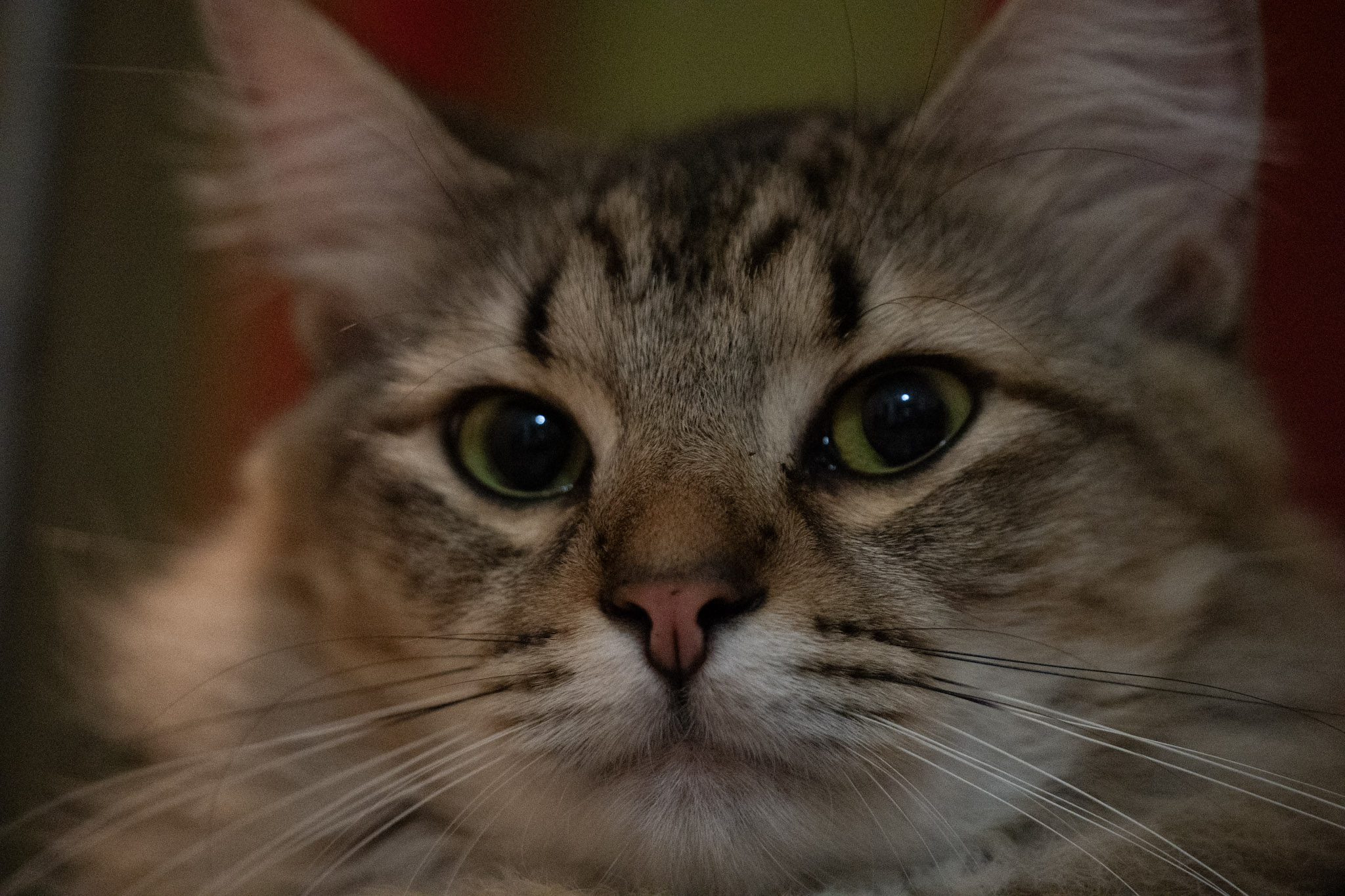 2020-12-28_Santa_Rita - foto 111