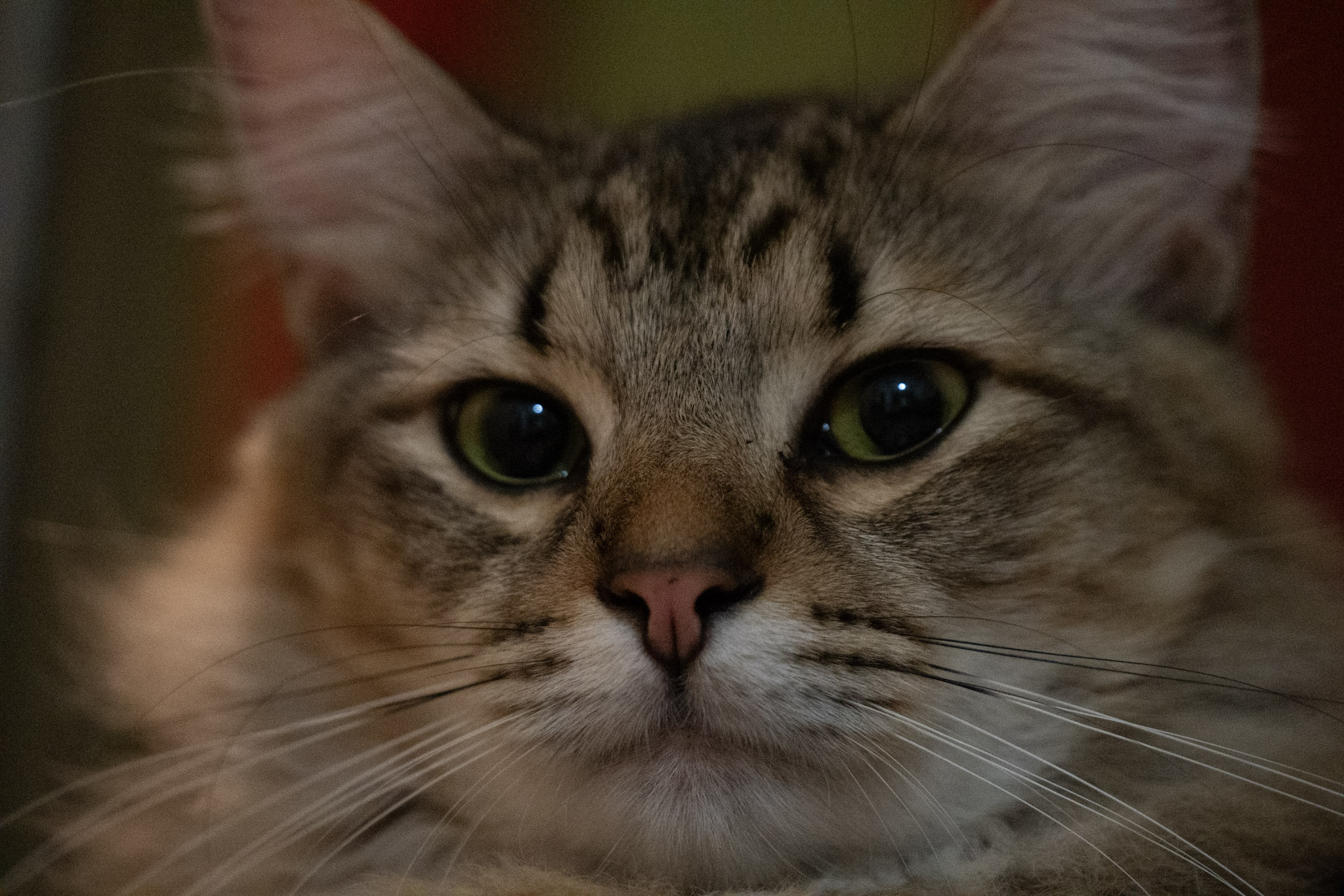 2020-12-28_Santa_Rita - foto 113