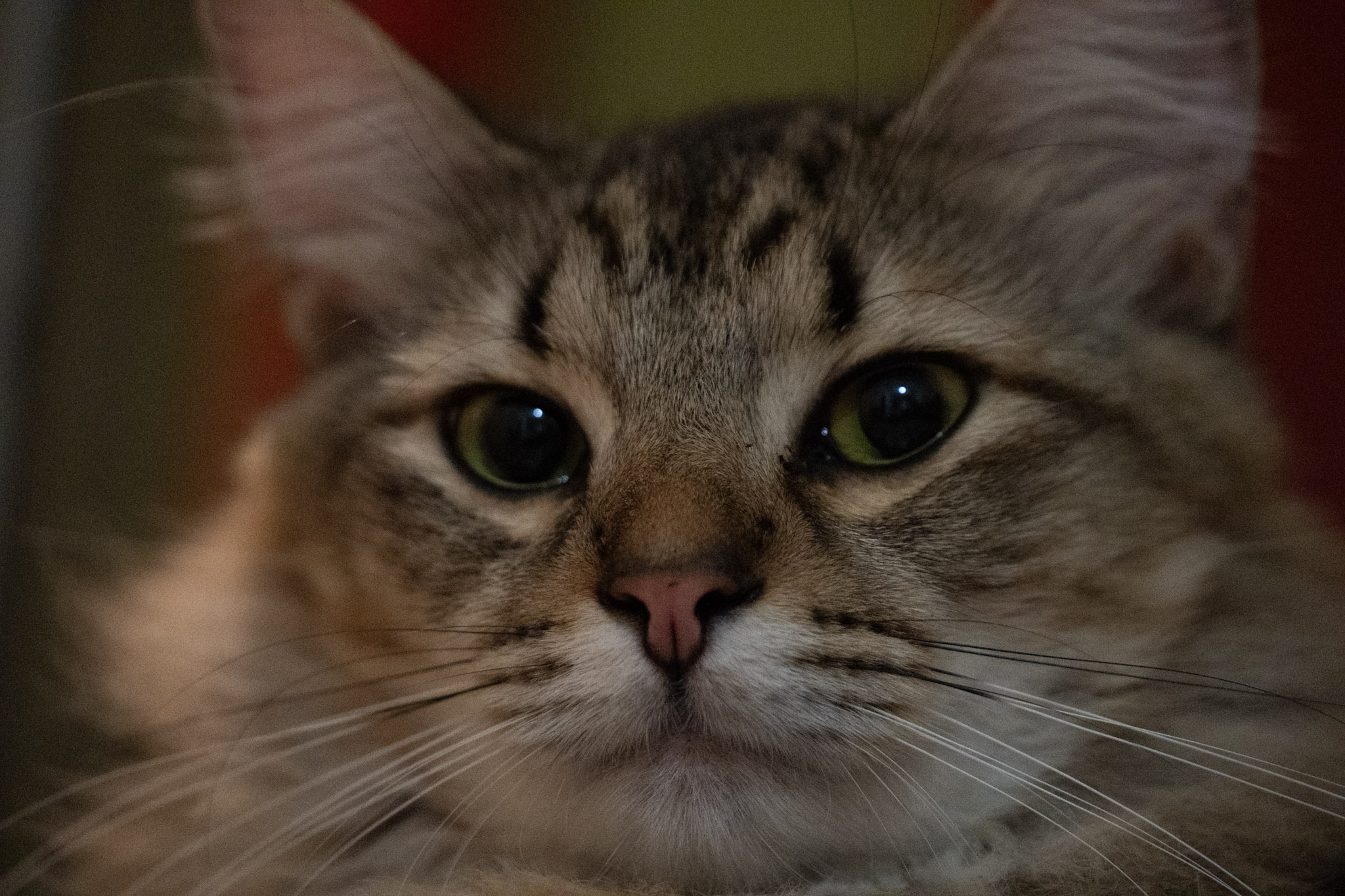 2020-12-28_Santa_Rita - foto 114