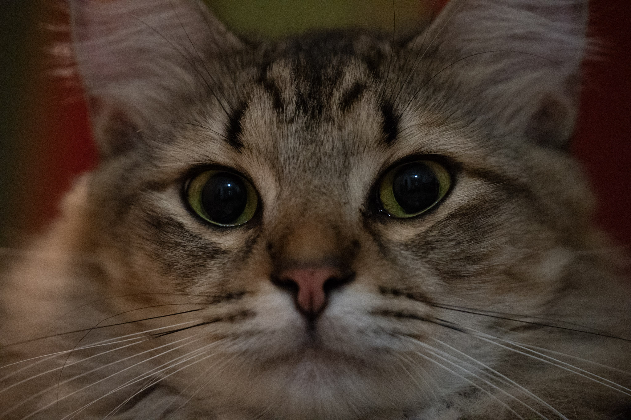 2020-12-28_Santa_Rita - foto 116