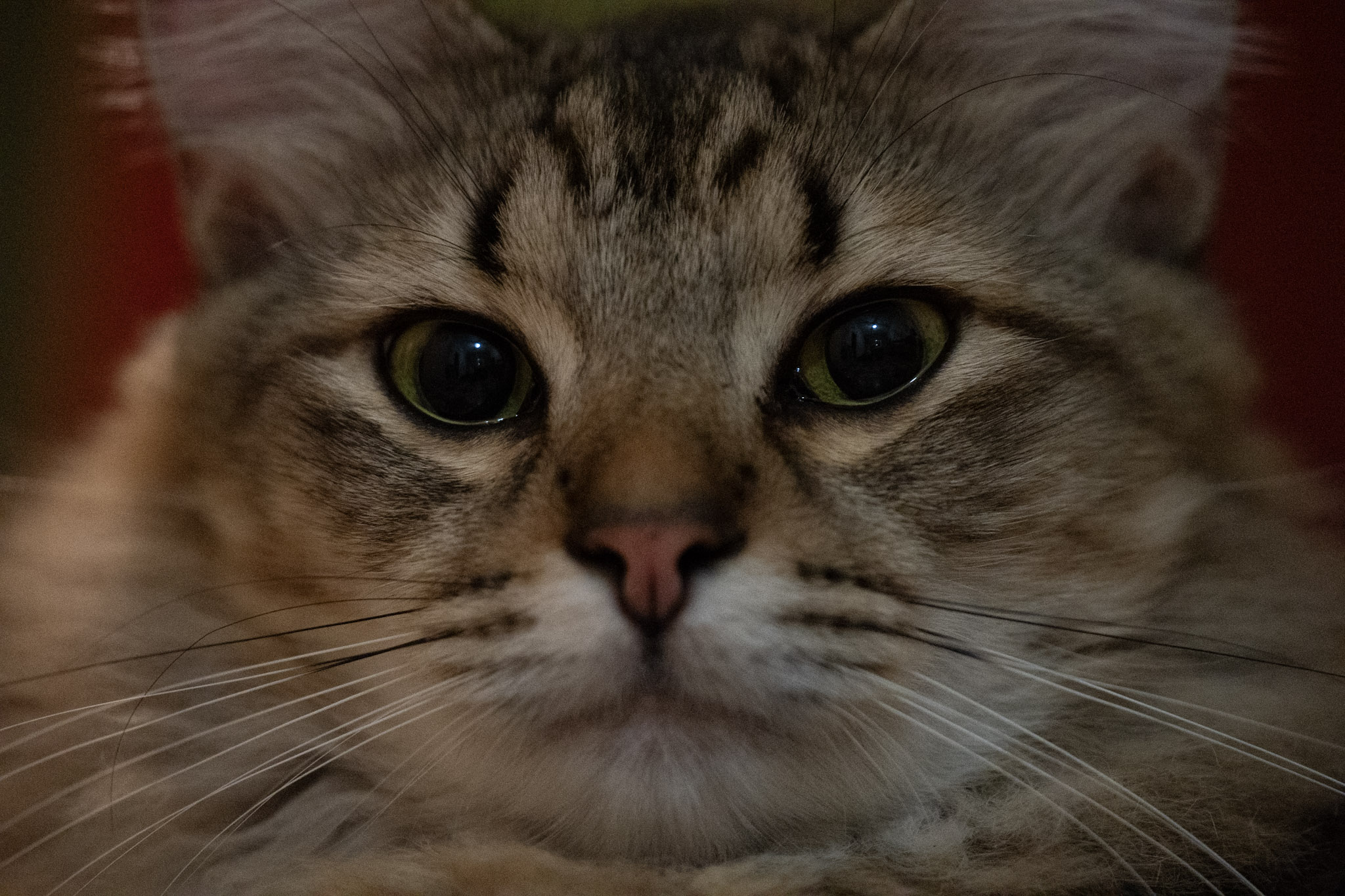 2020-12-28_Santa_Rita - foto 118