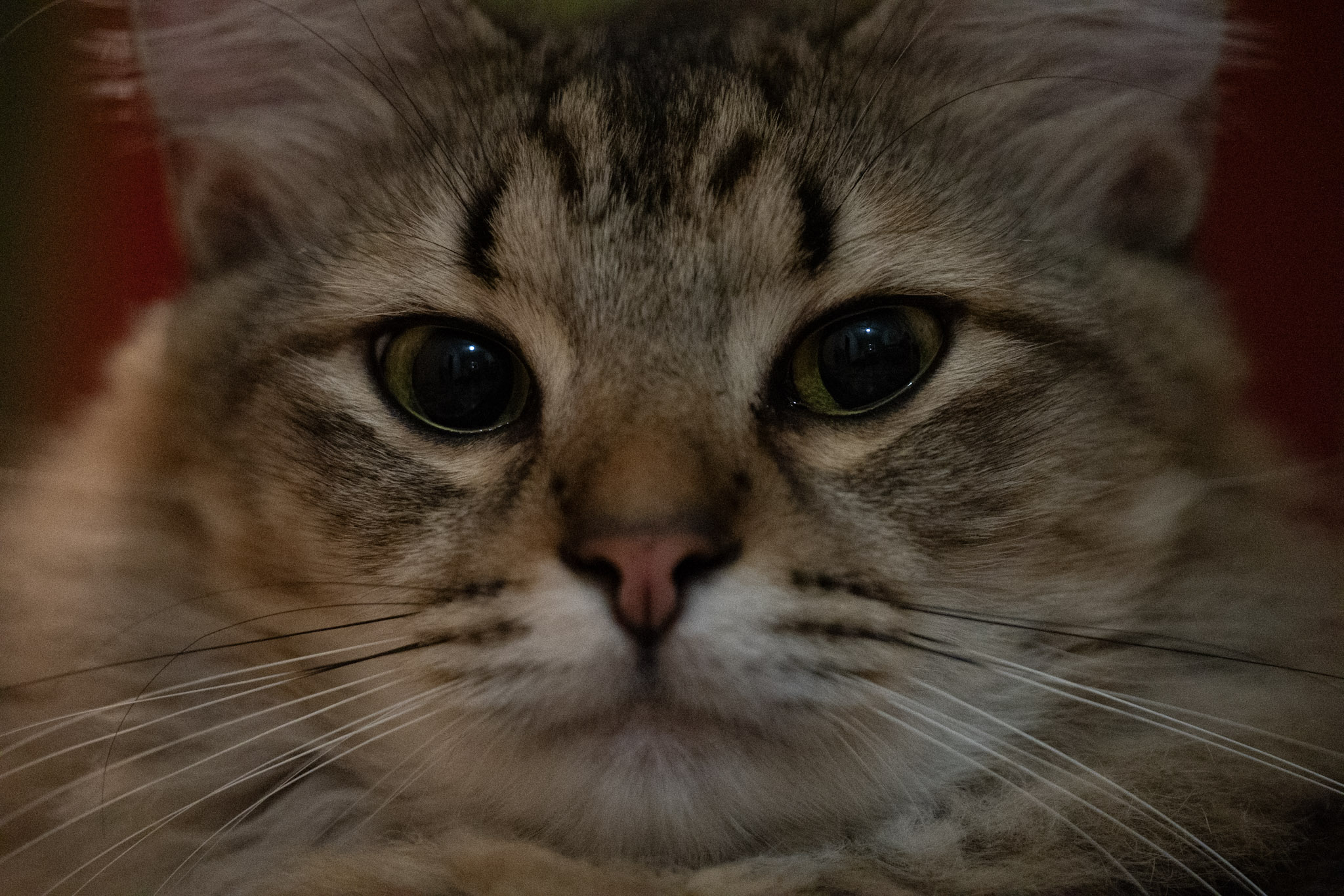 2020-12-28_Santa_Rita - foto 119