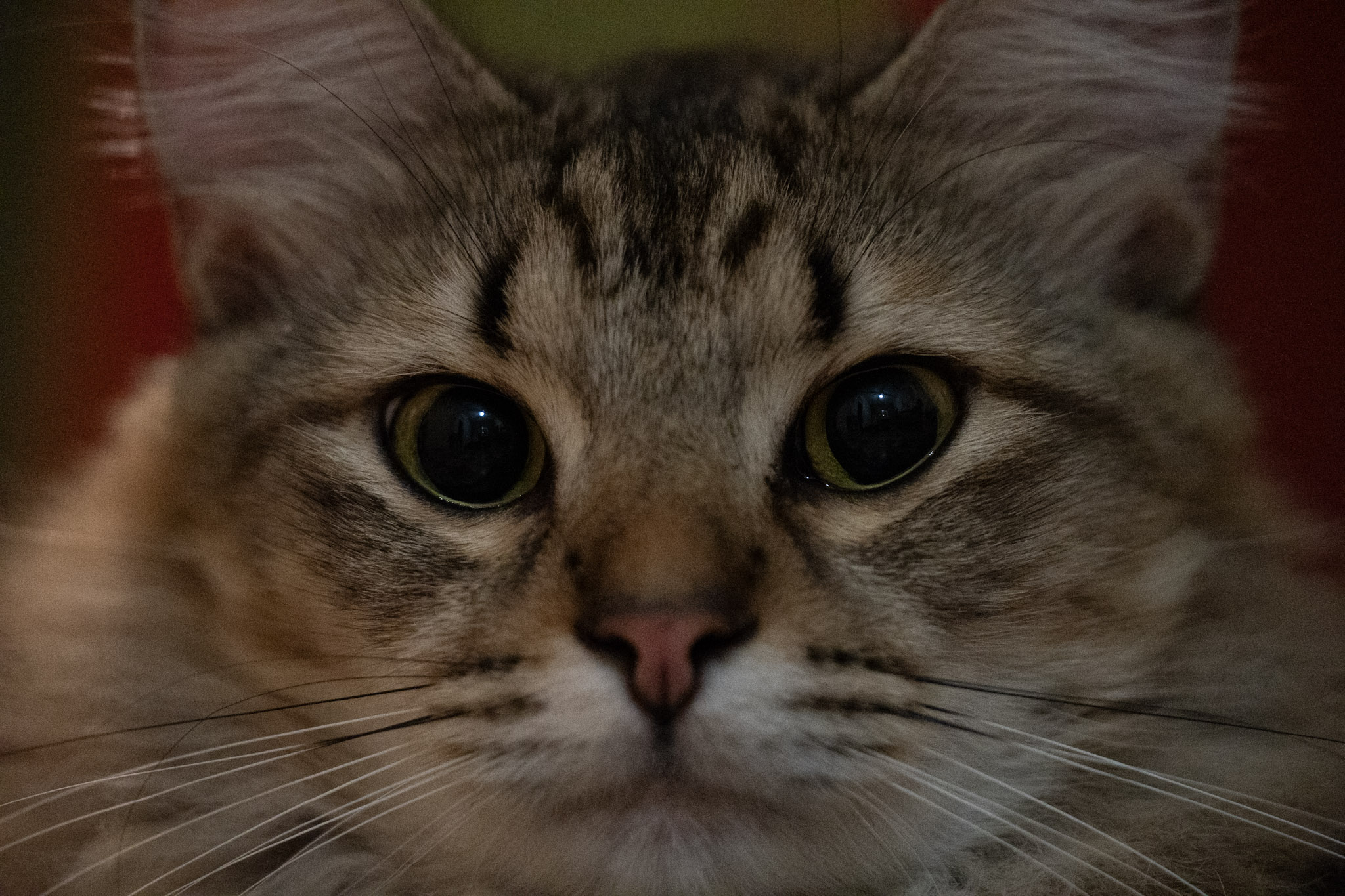 2020-12-28_Santa_Rita - foto 121