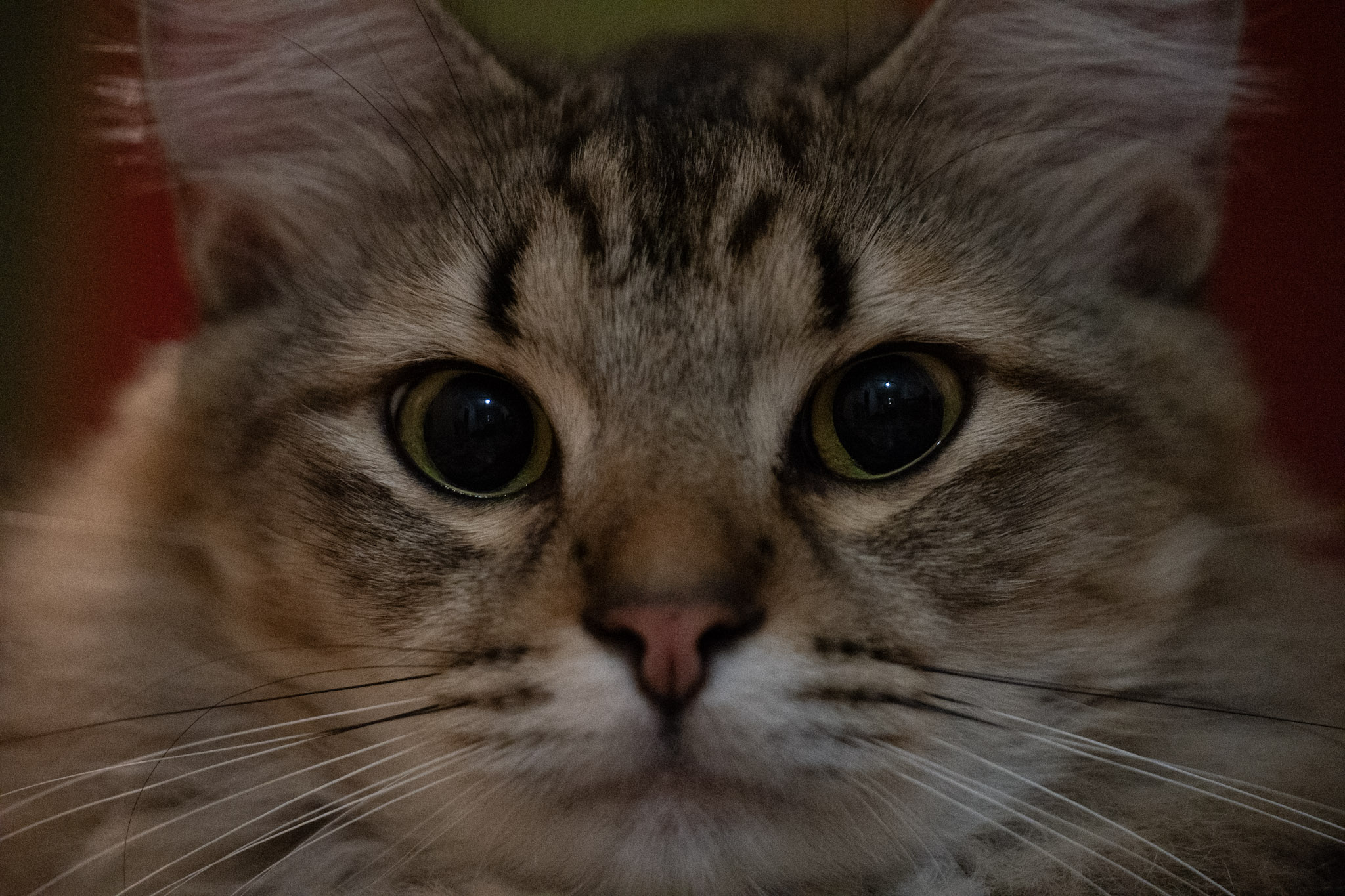 2020-12-28_Santa_Rita - foto 122