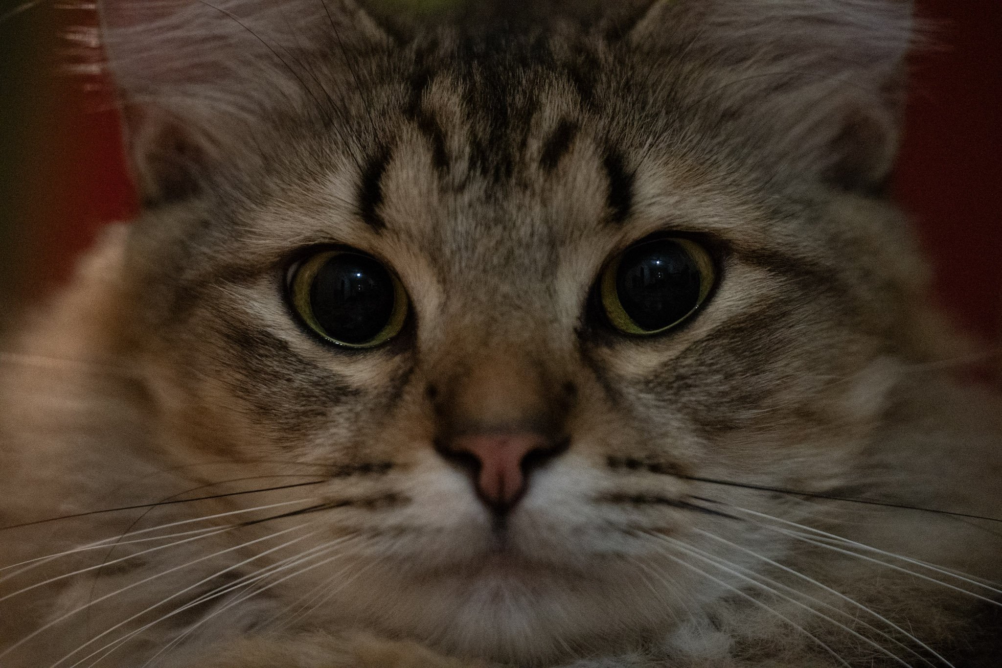 2020-12-28_Santa_Rita - foto 124