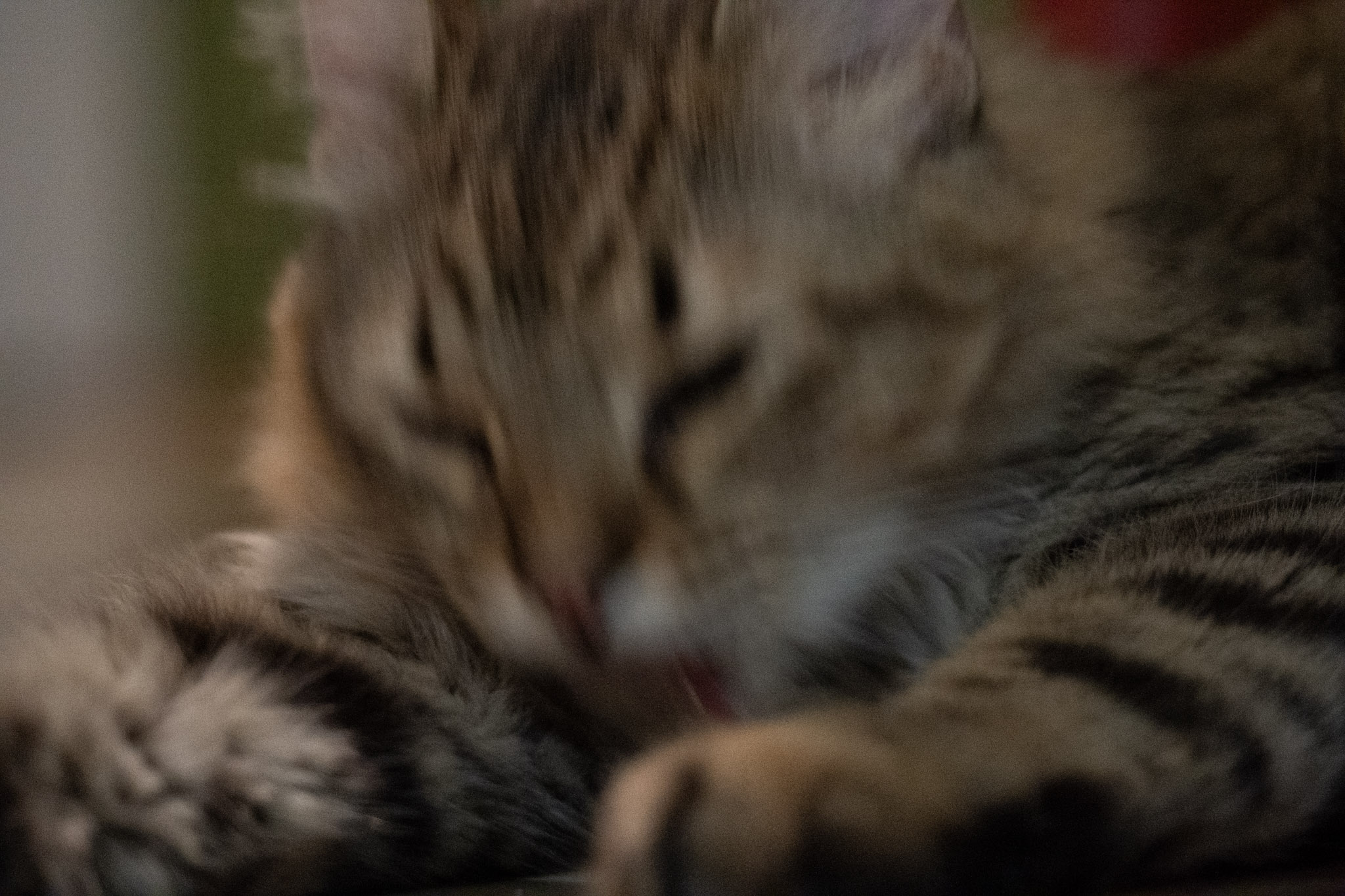 2020-12-28_Santa_Rita - foto 125