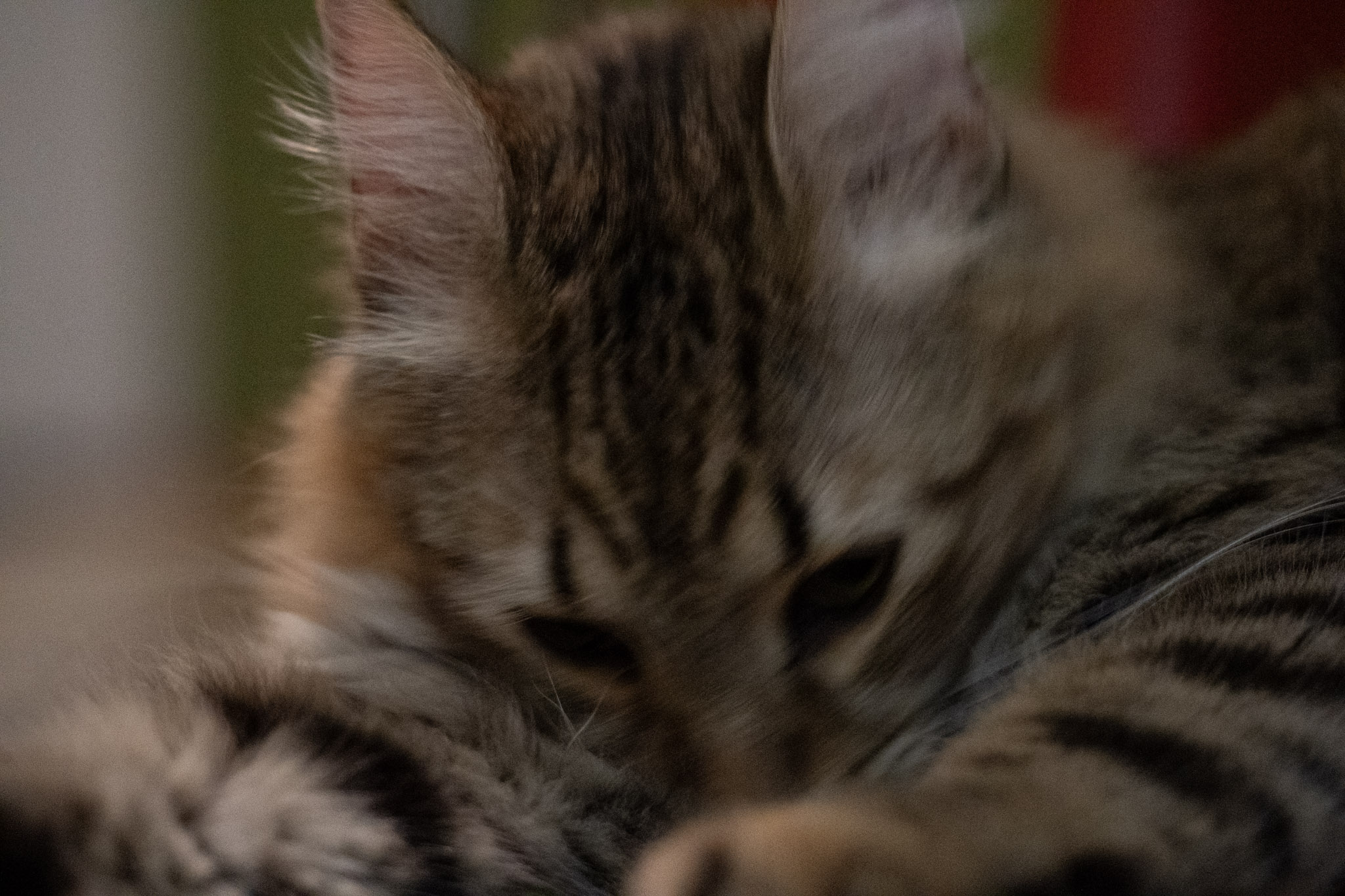 2020-12-28_Santa_Rita - foto 126