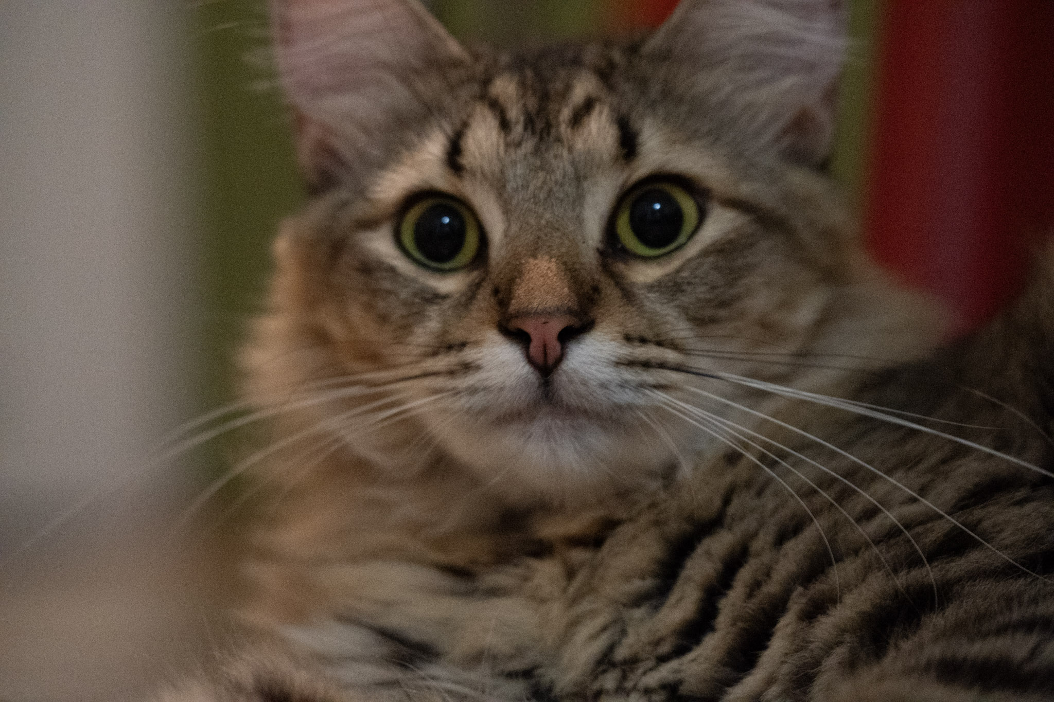 2020-12-28_Santa_Rita - foto 127