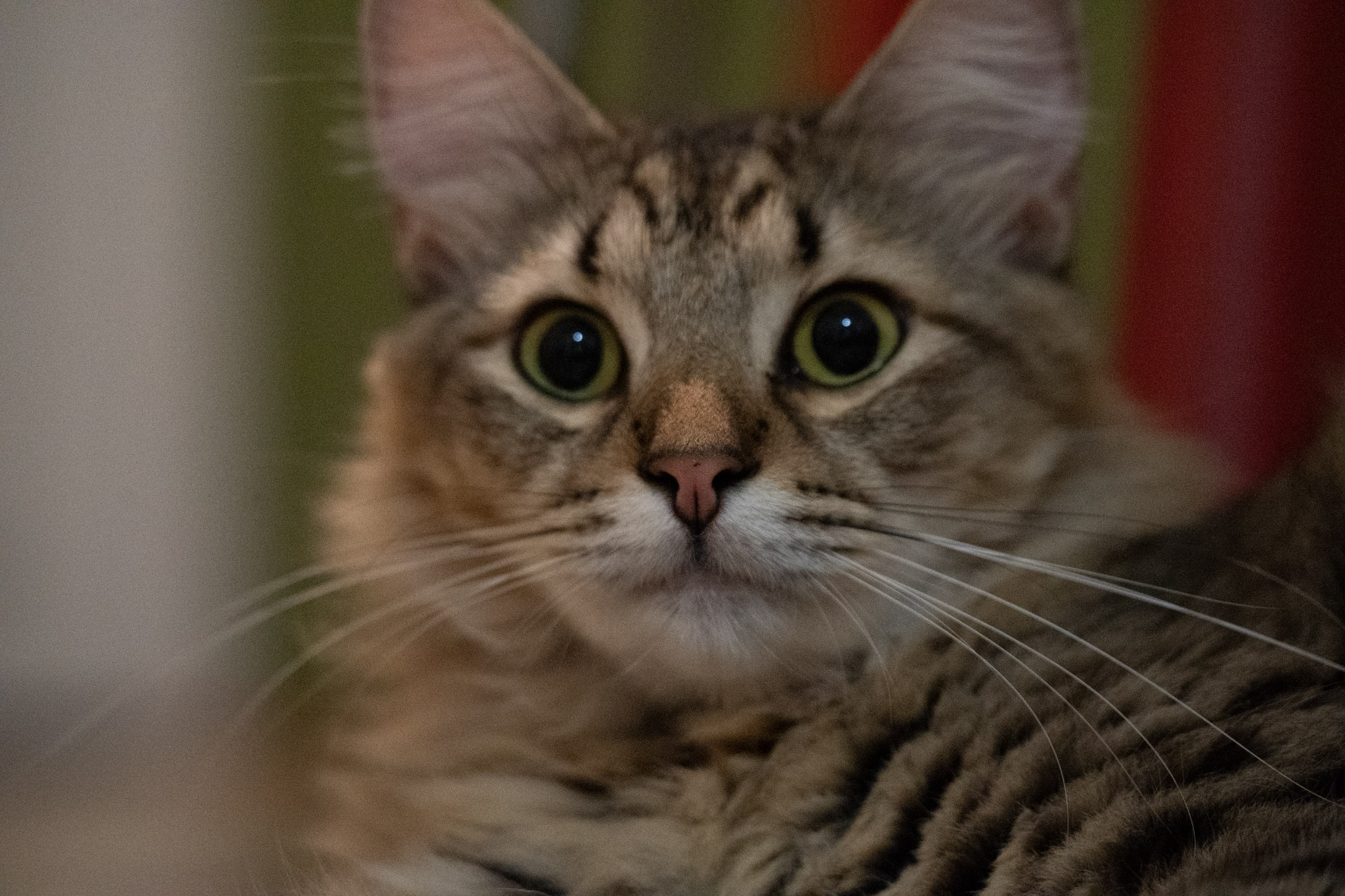 2020-12-28_Santa_Rita - foto 129