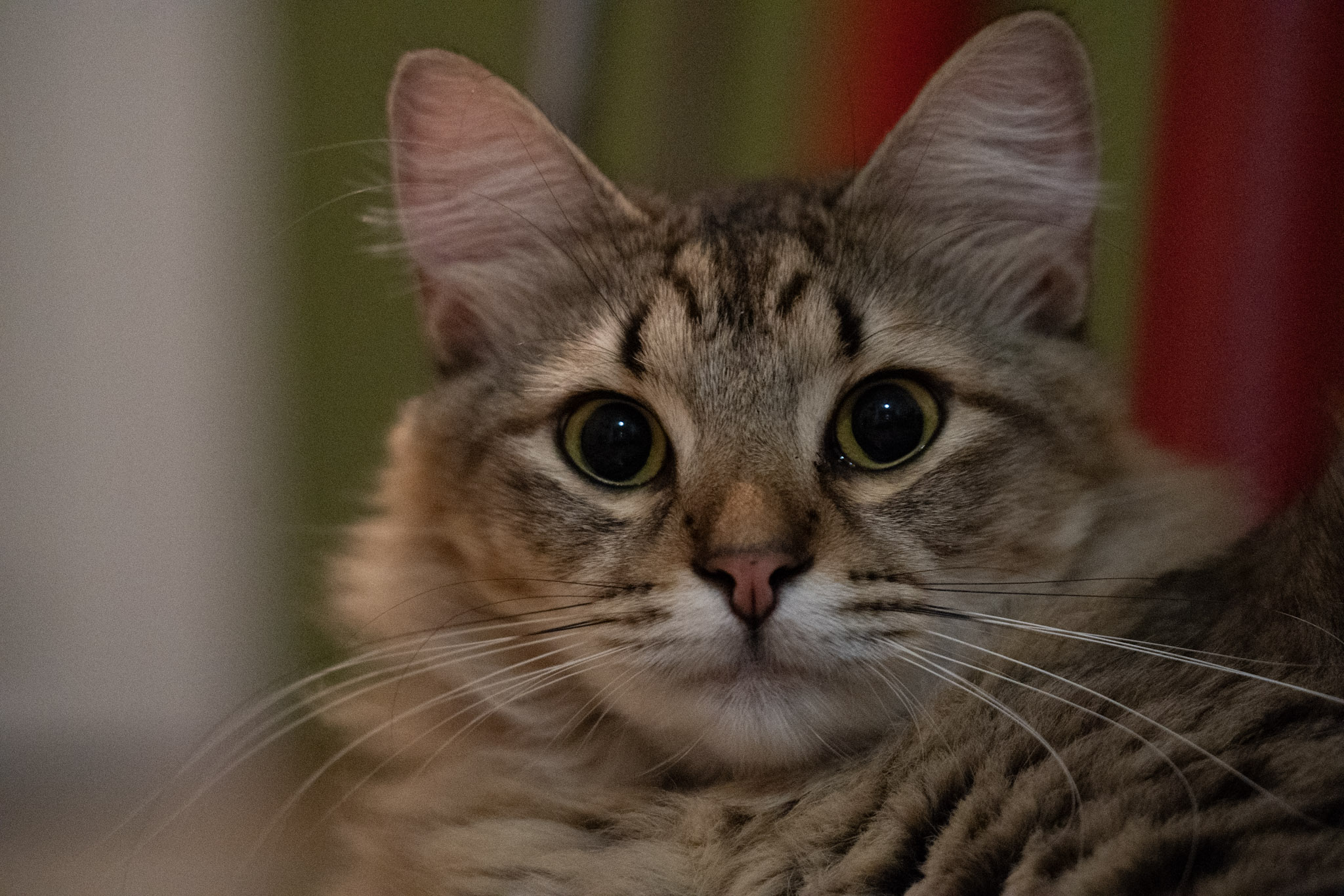 2020-12-28_Santa_Rita - foto 131